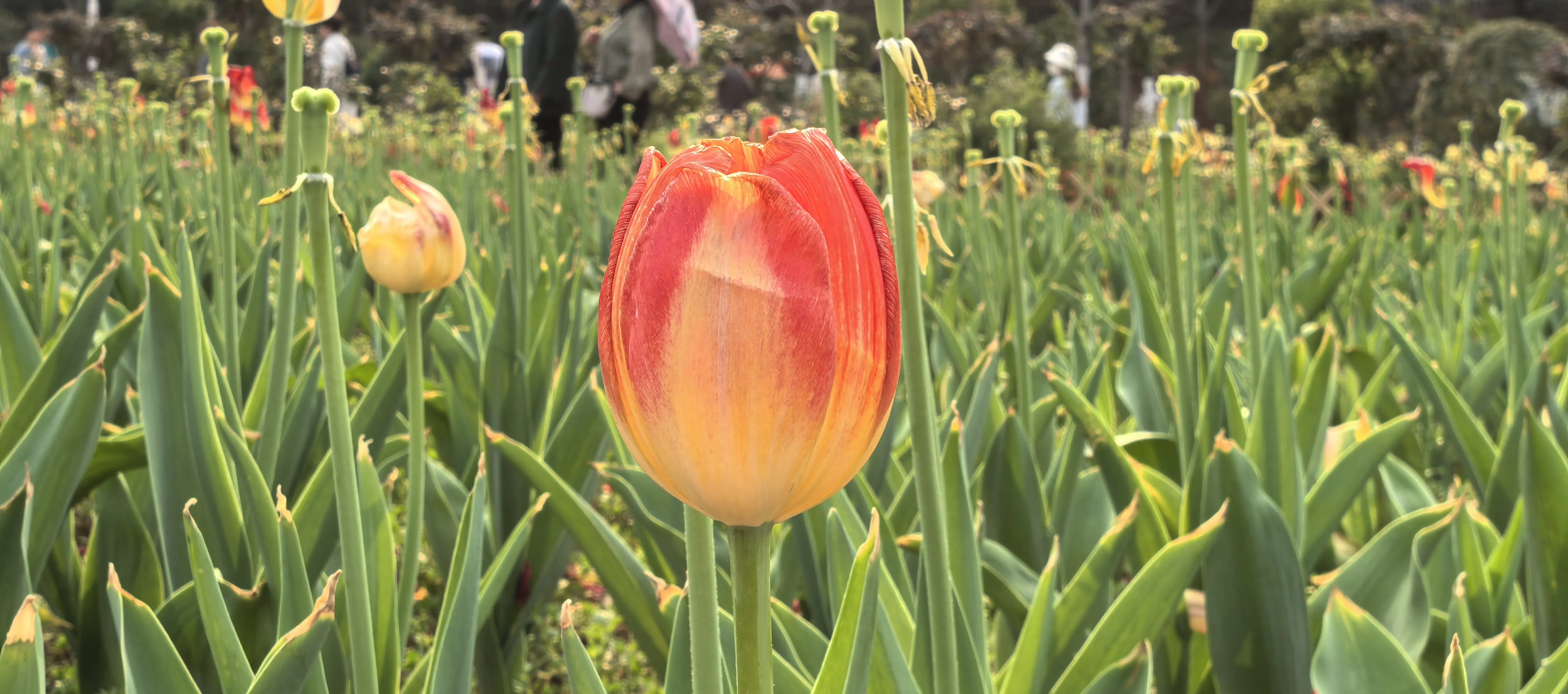 IMG_20250326_163153.webp