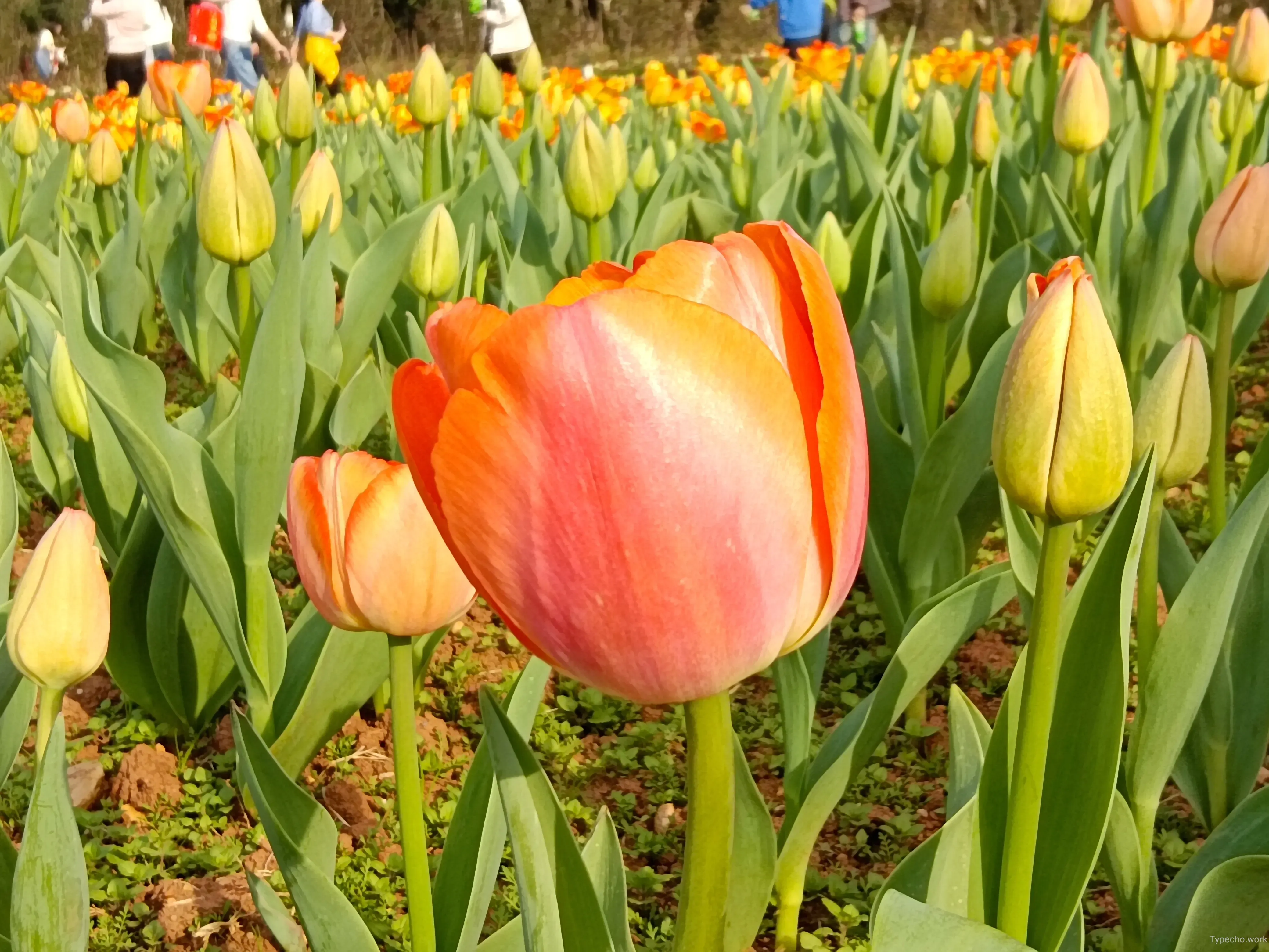 1702356262.webp