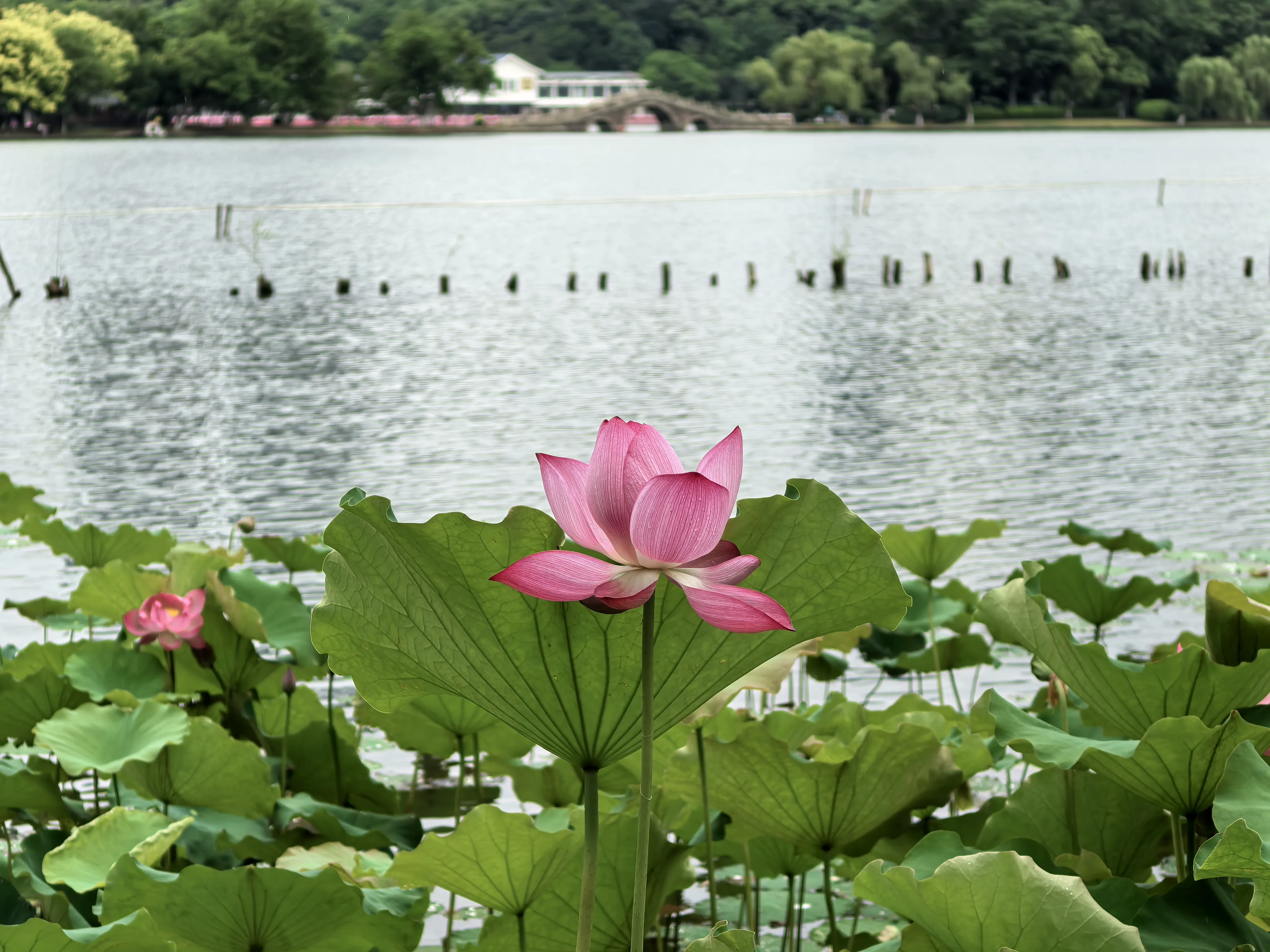 IMG_20250620_100453.webp