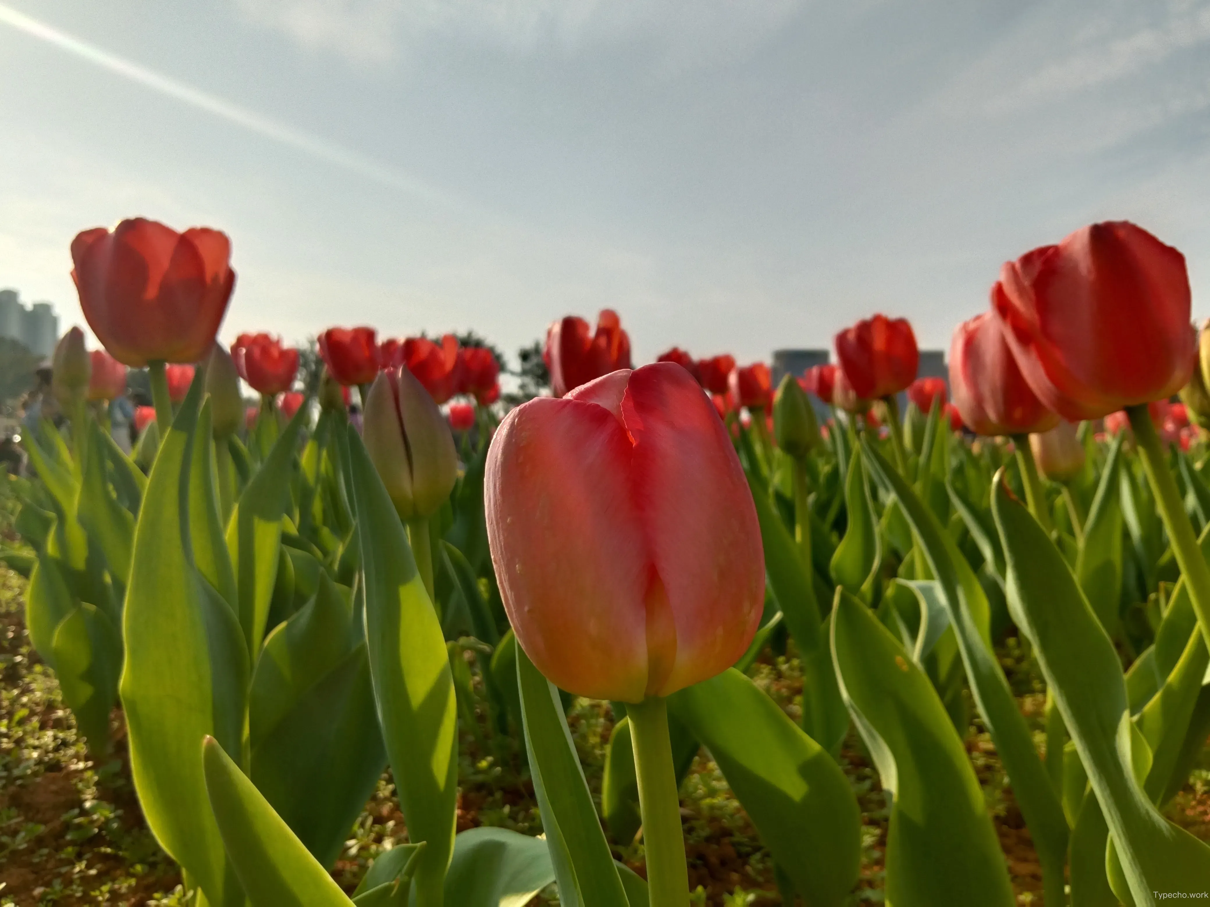 1598484974.webp