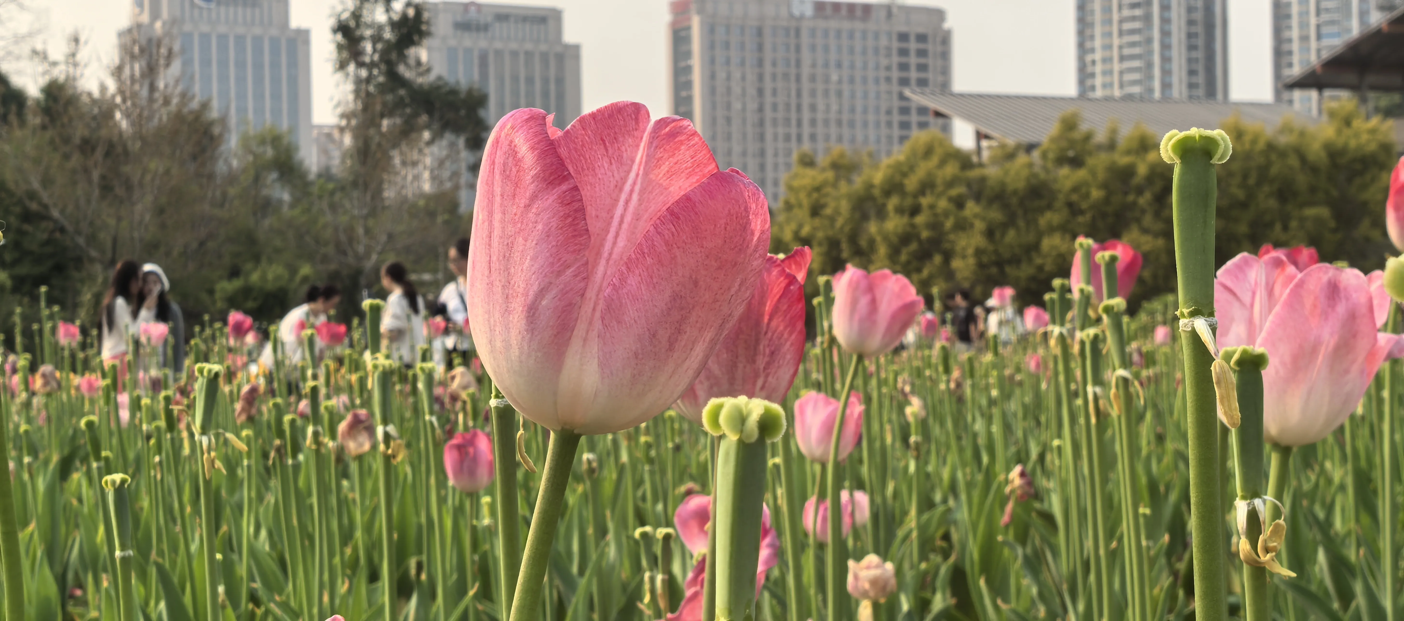IMG_20250326_163047.webp