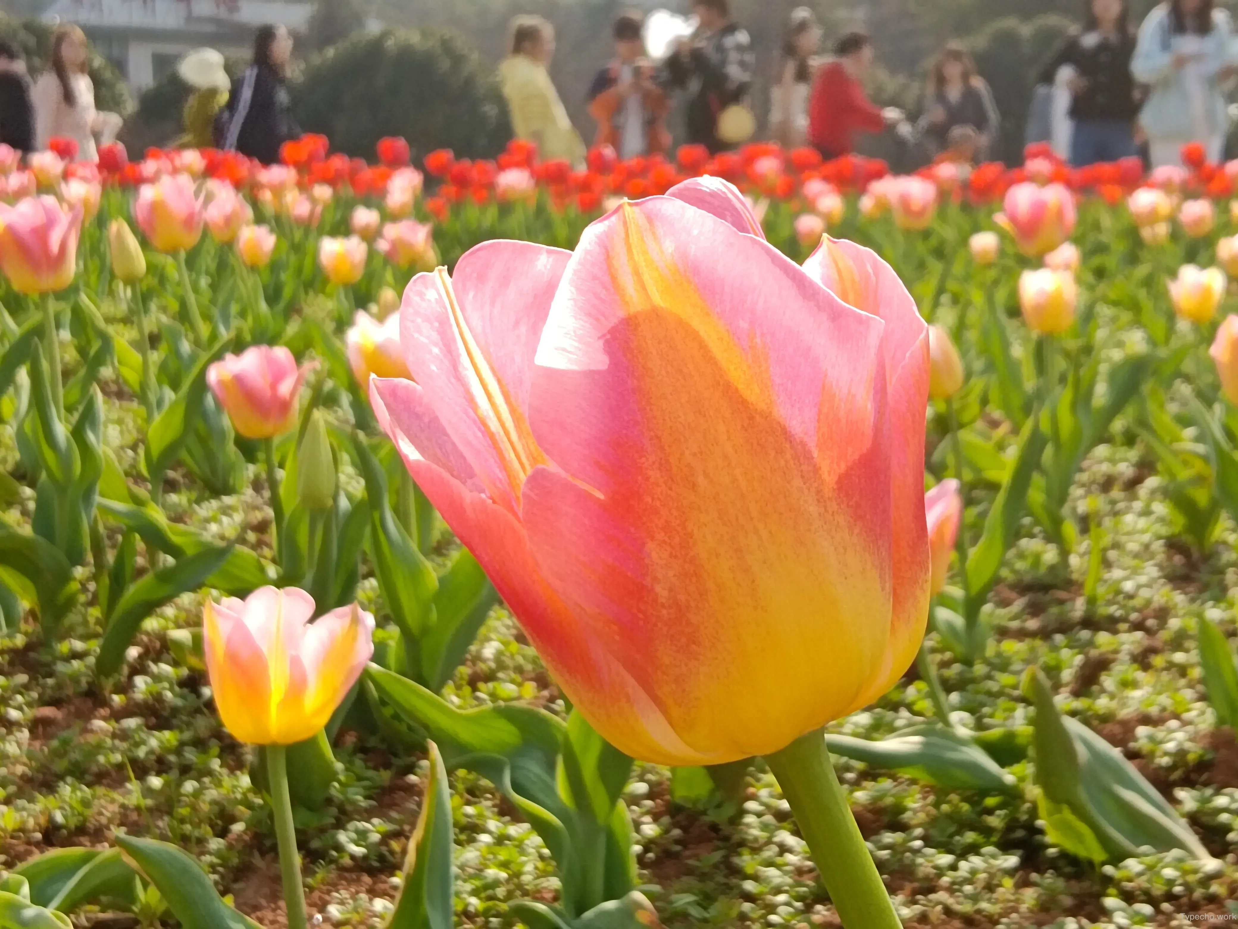 1946074536.webp