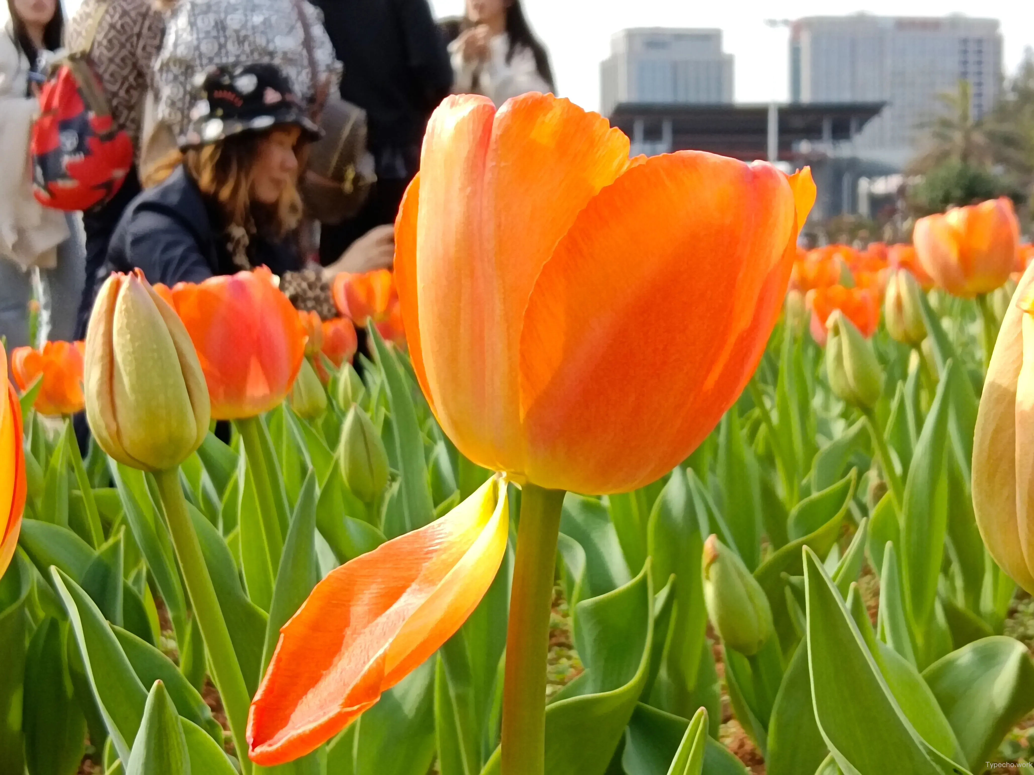 2518180573.webp