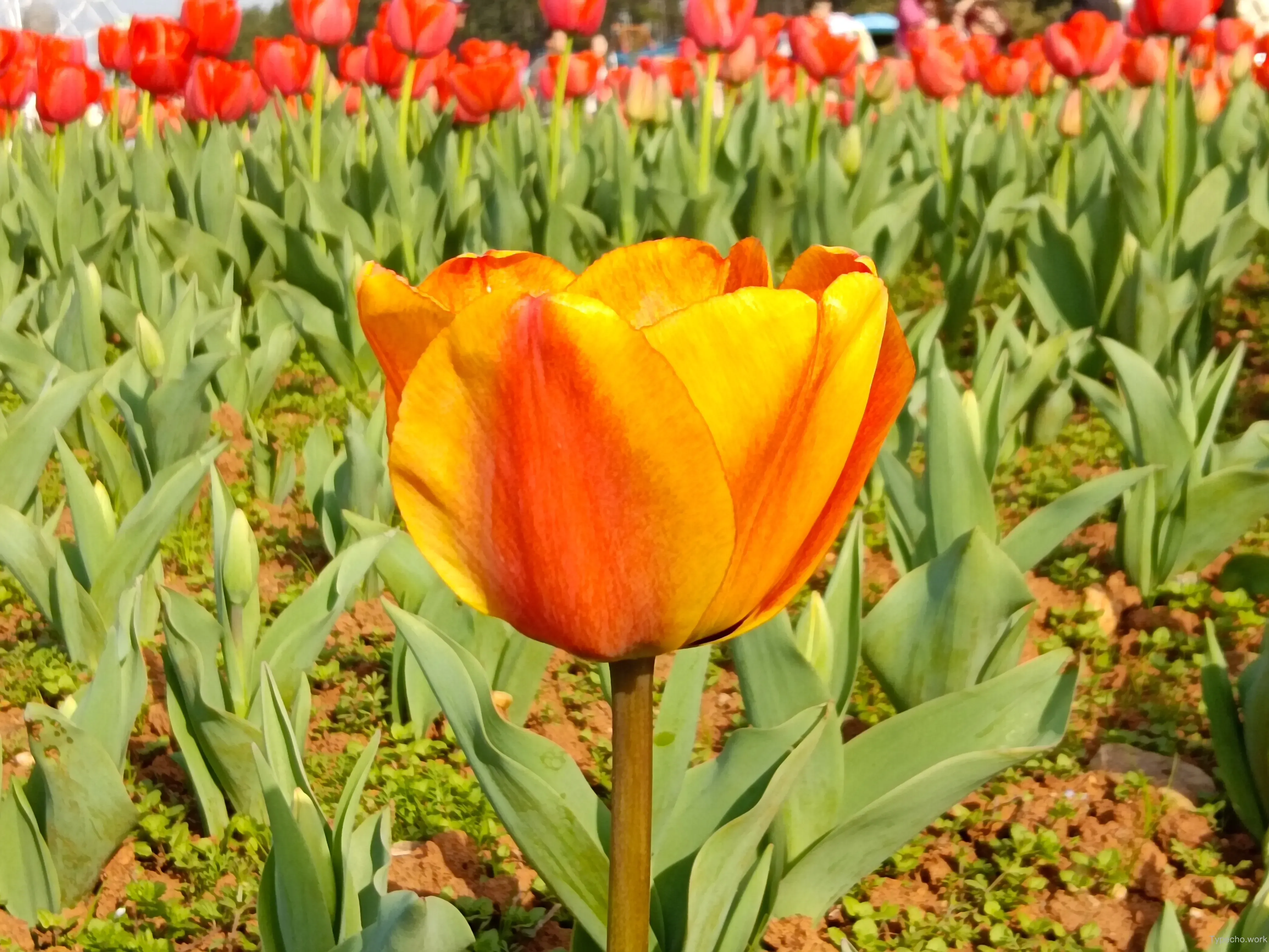 1550172432.webp