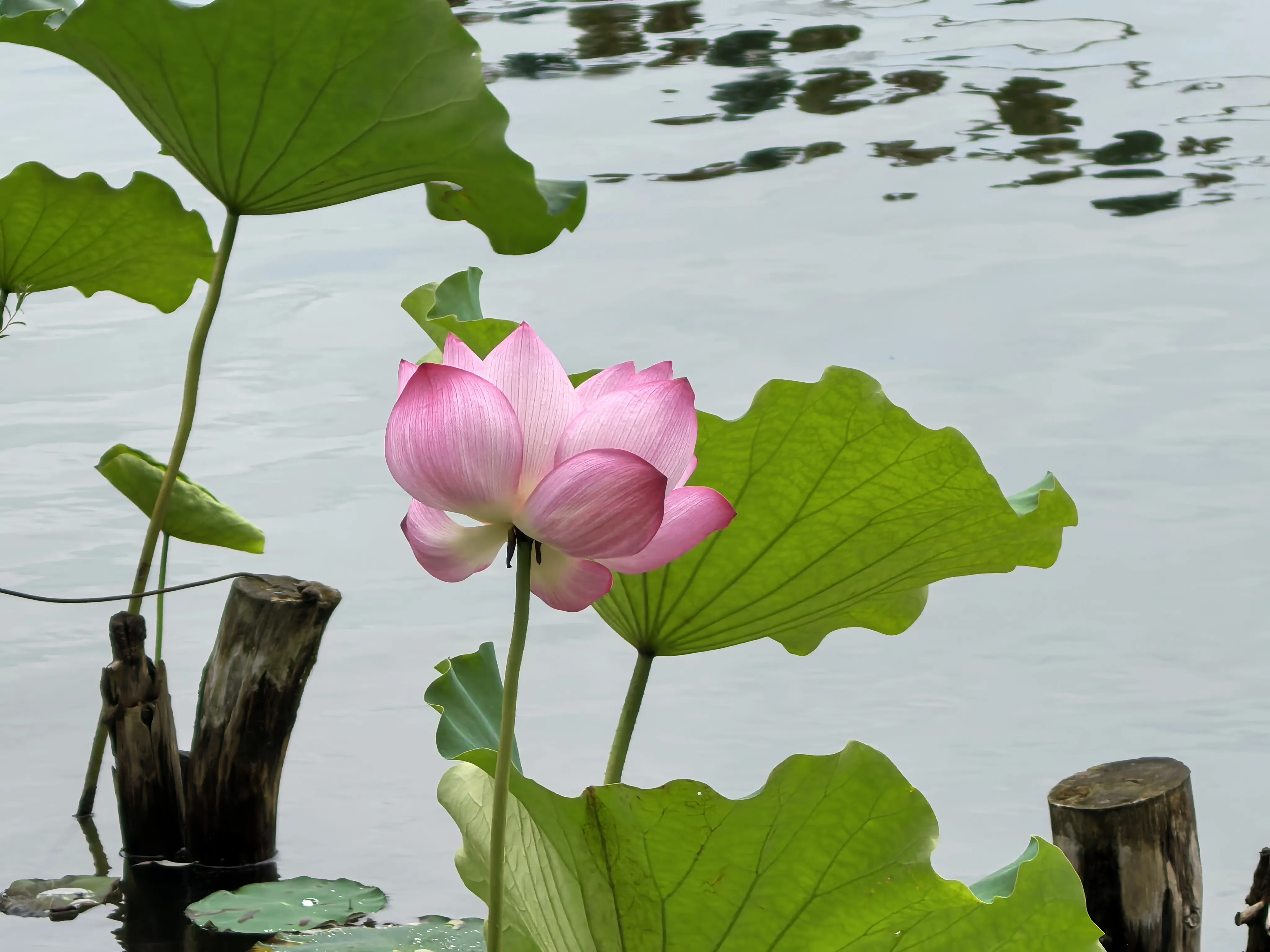 IMG_20250620_101616.webp