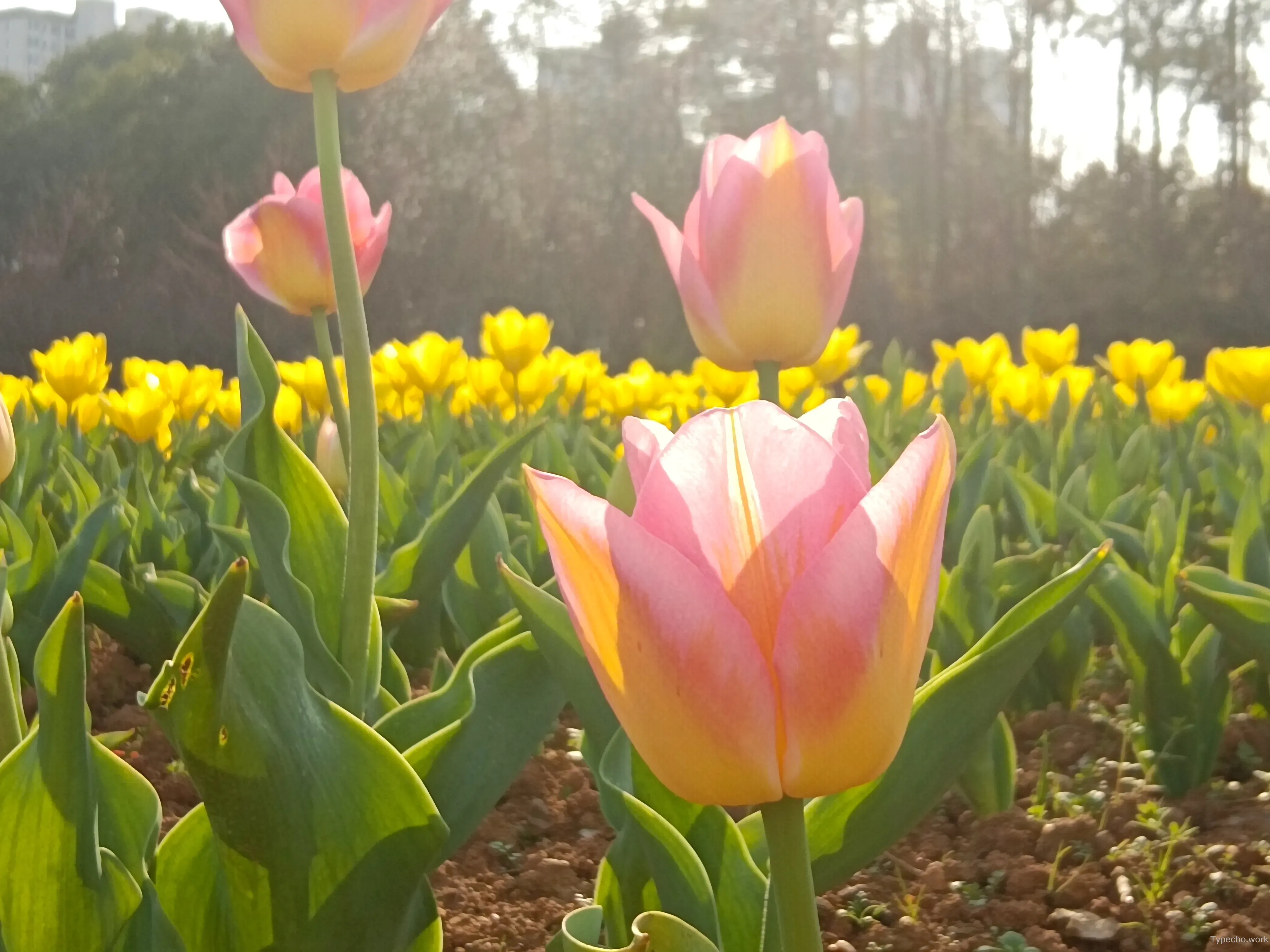 209196533.webp