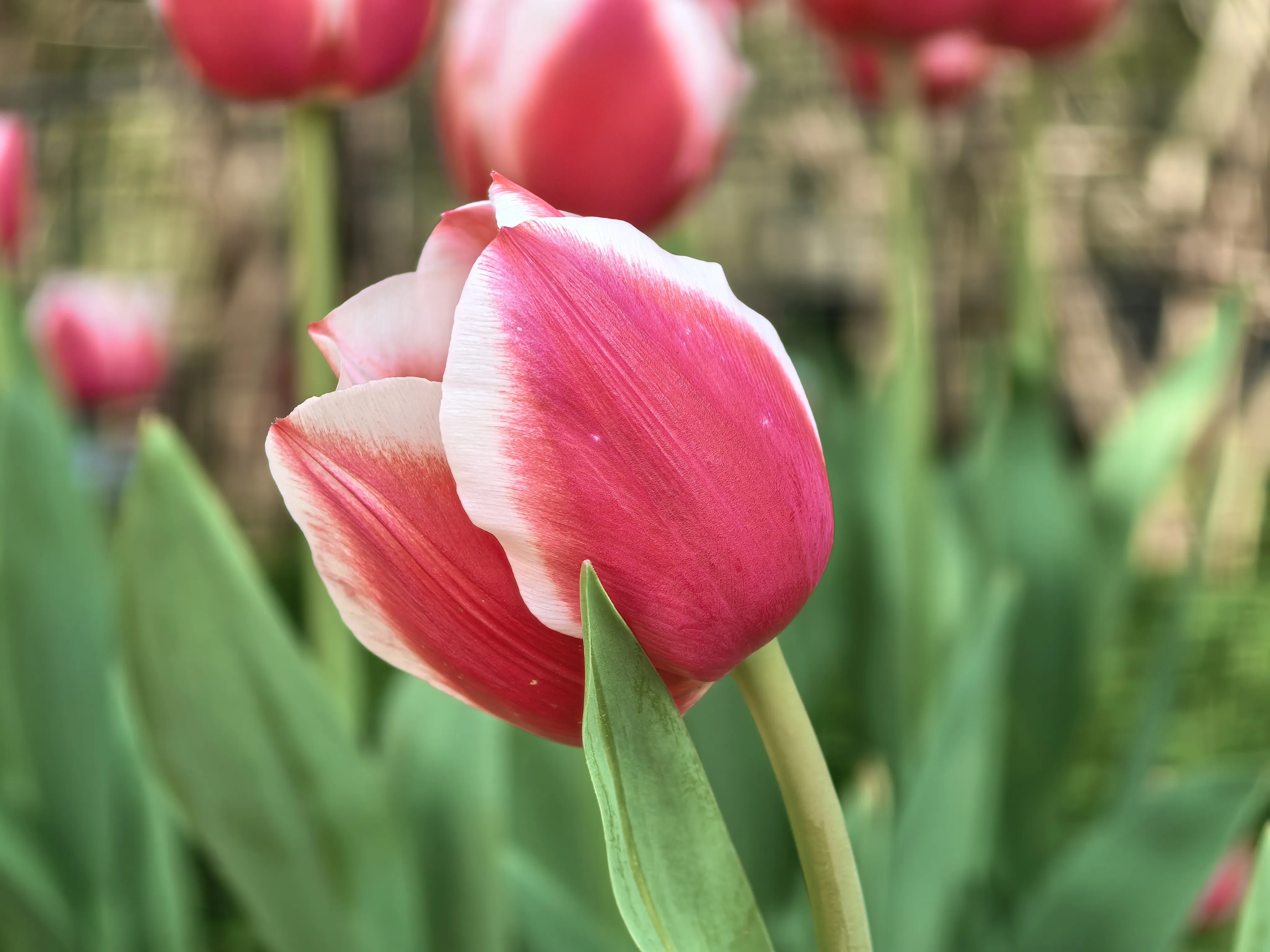 IMG_20250318_103617.webp