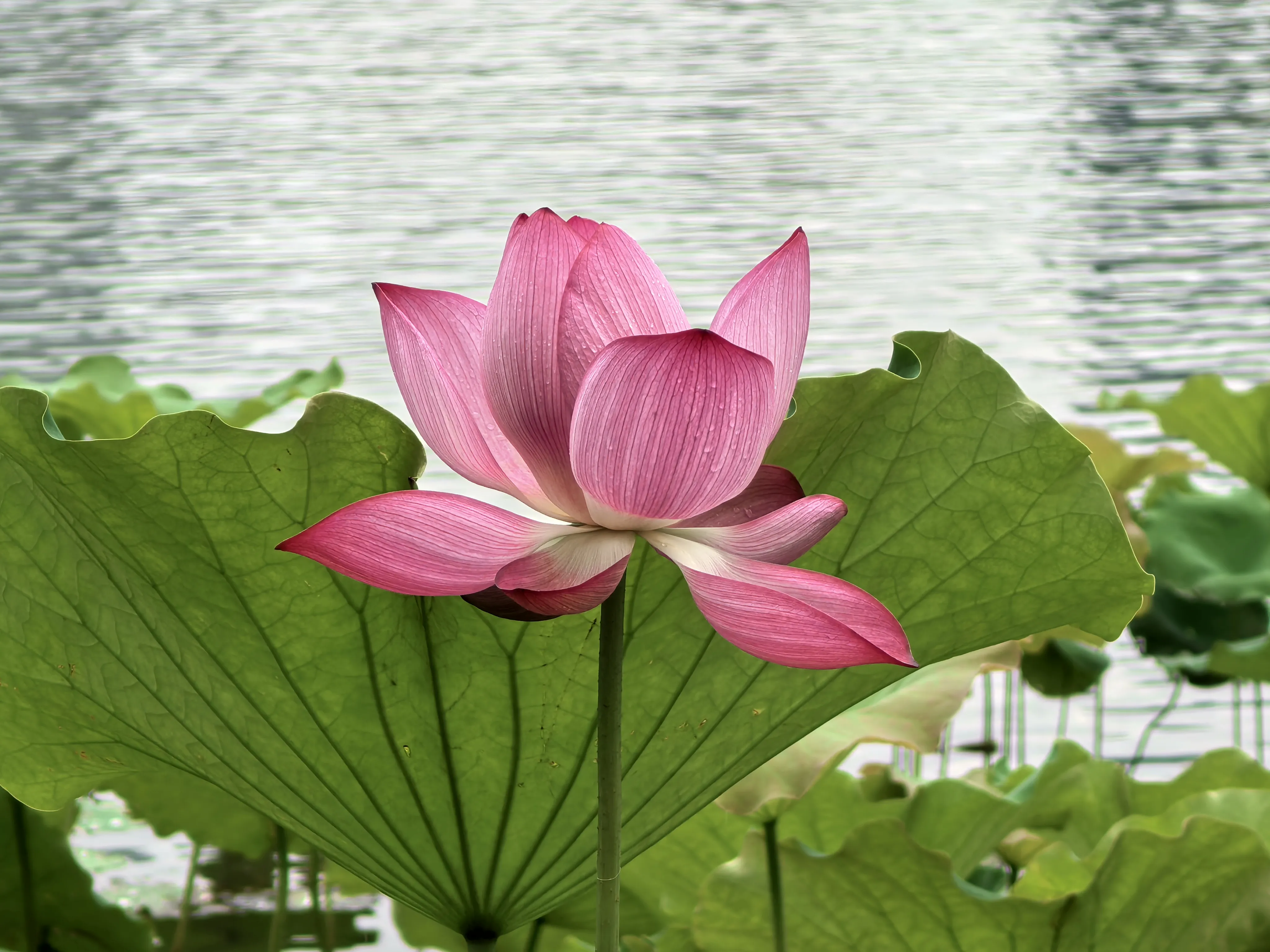 IMG_20250620_100553.webp