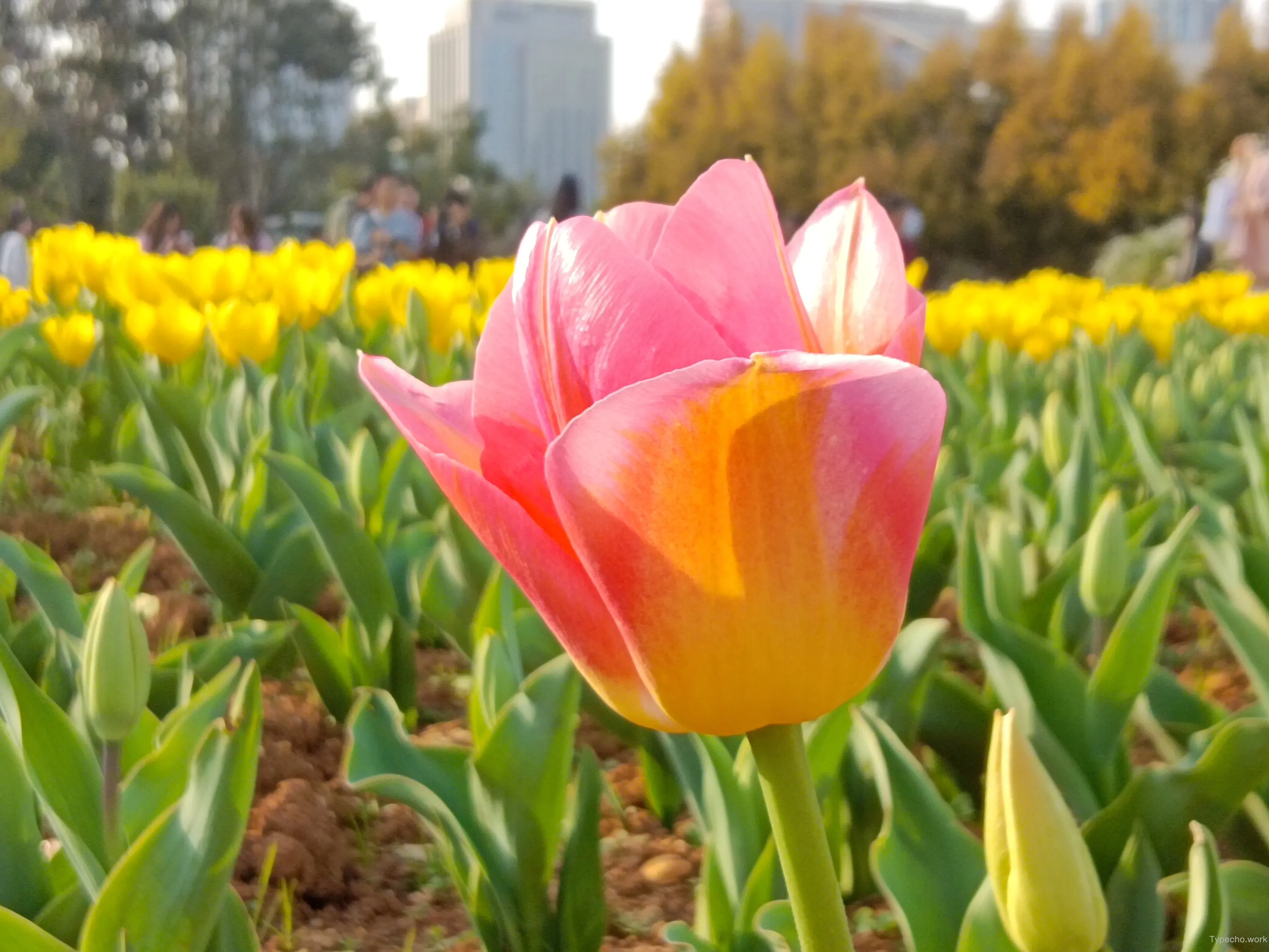 278301482.webp