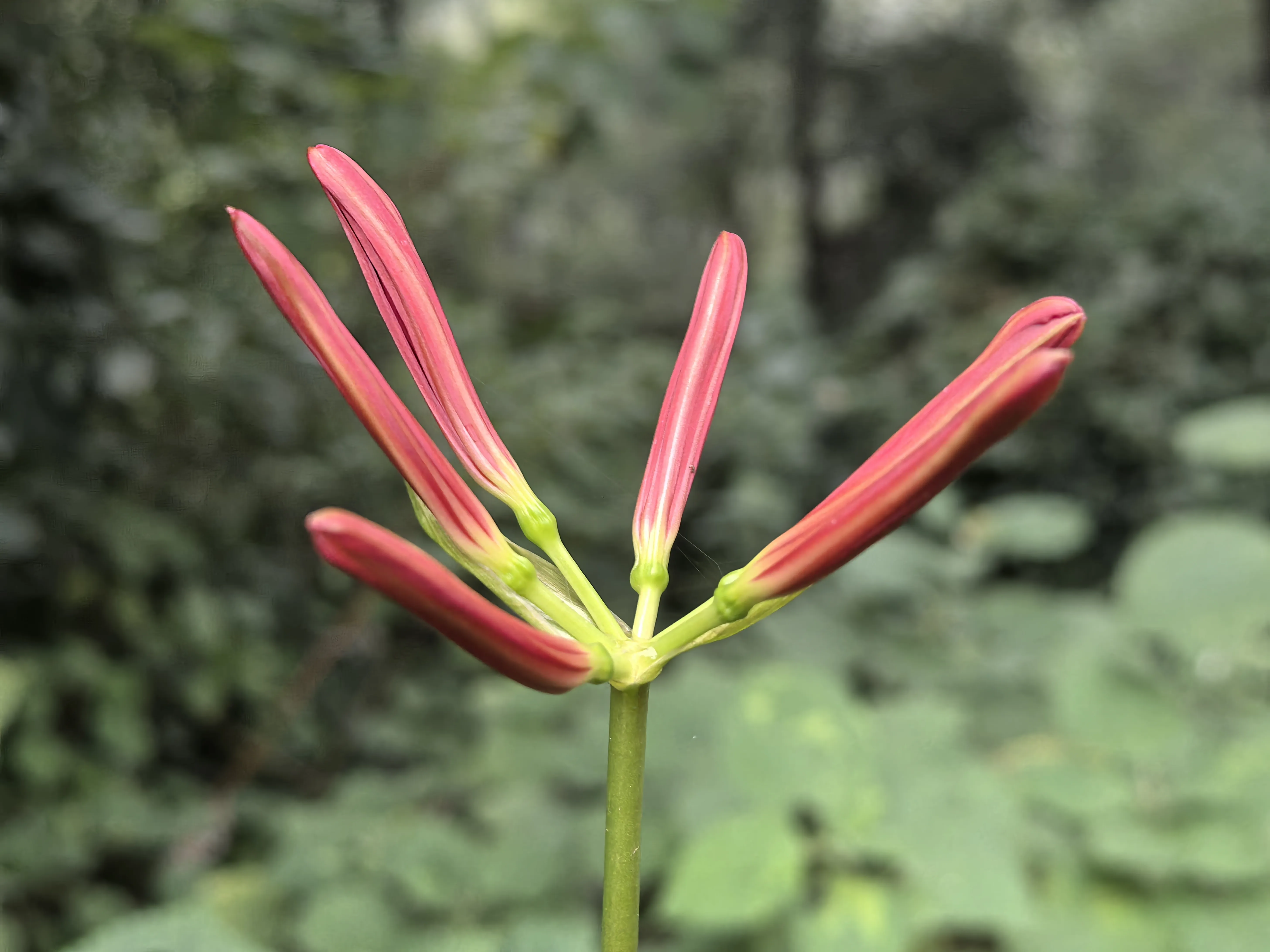 IMG_20250909_071751.webp