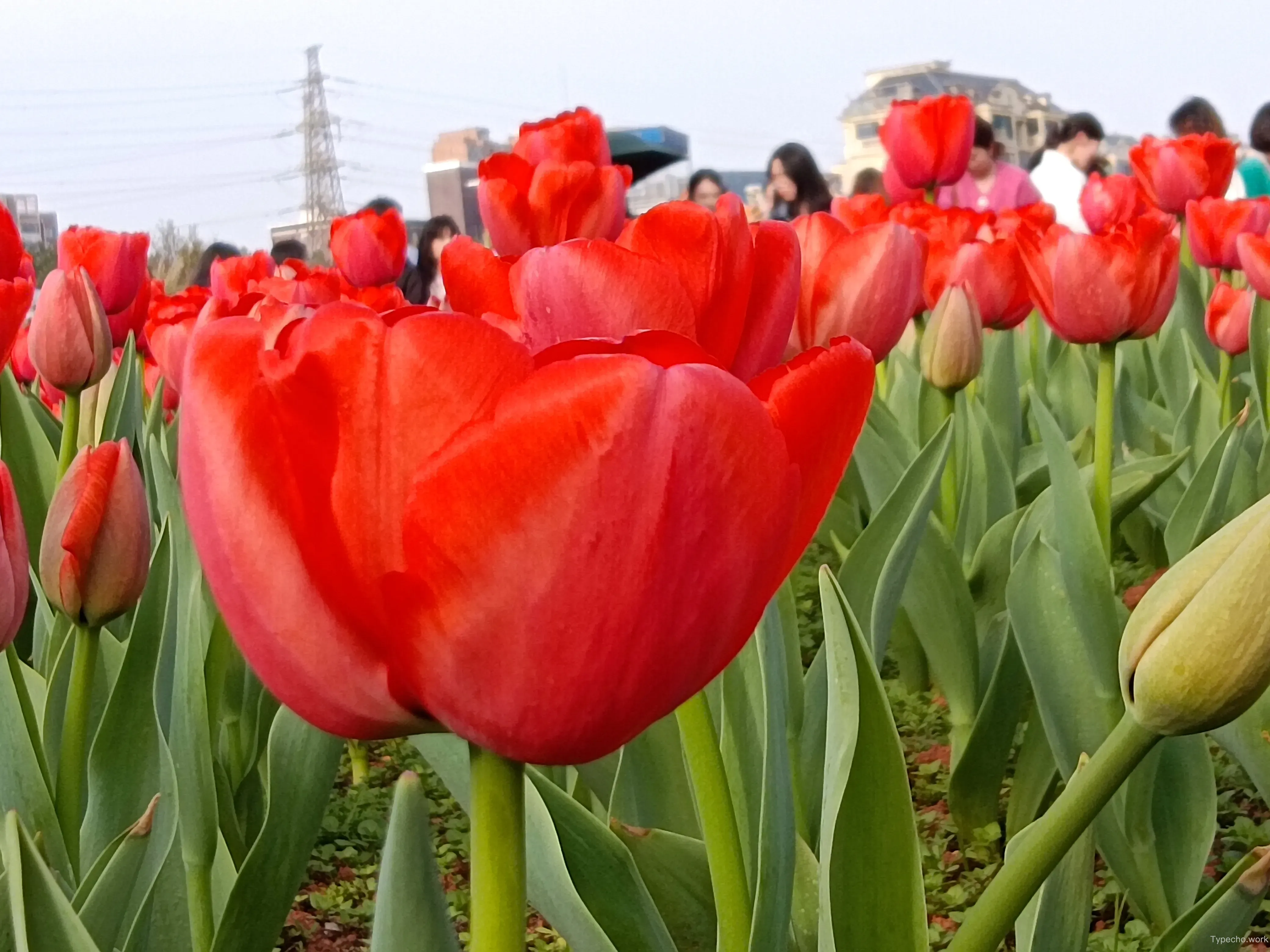423707725.webp