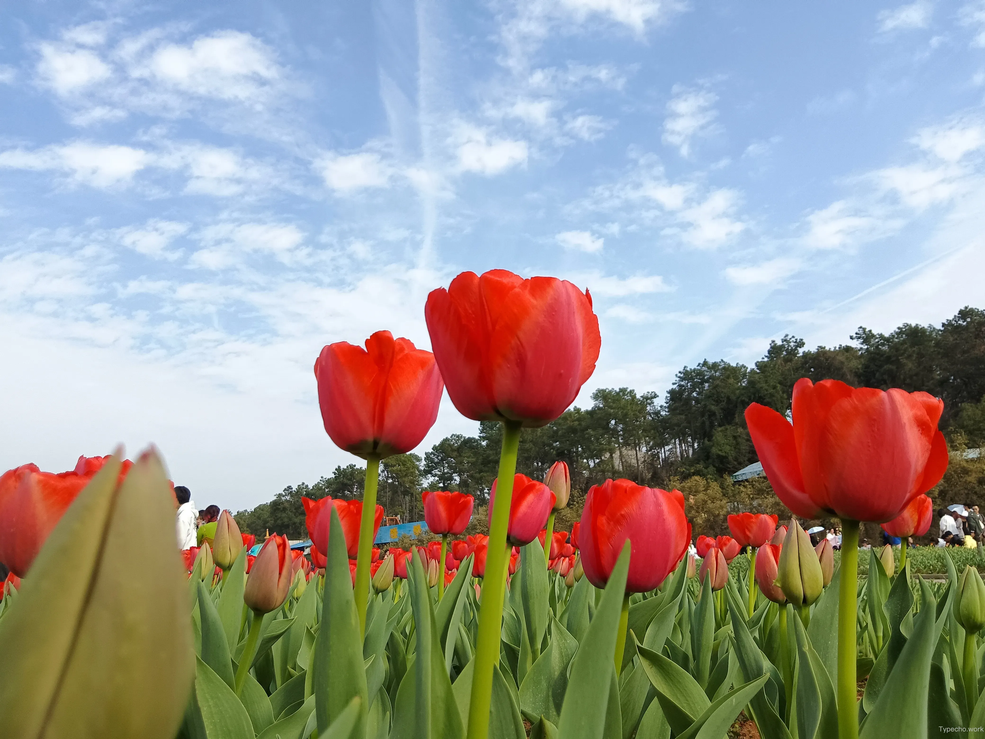 2389105977.webp