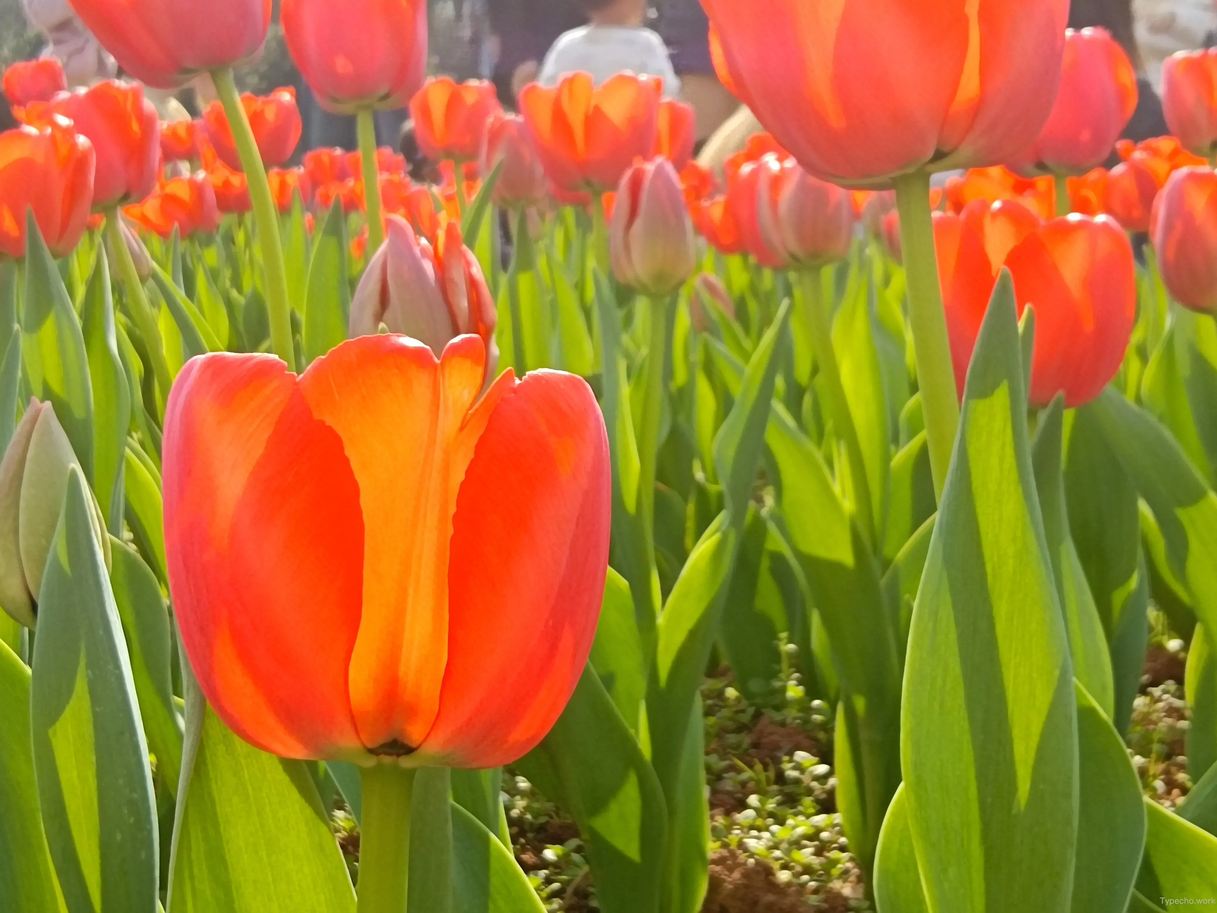 1929723850.webp