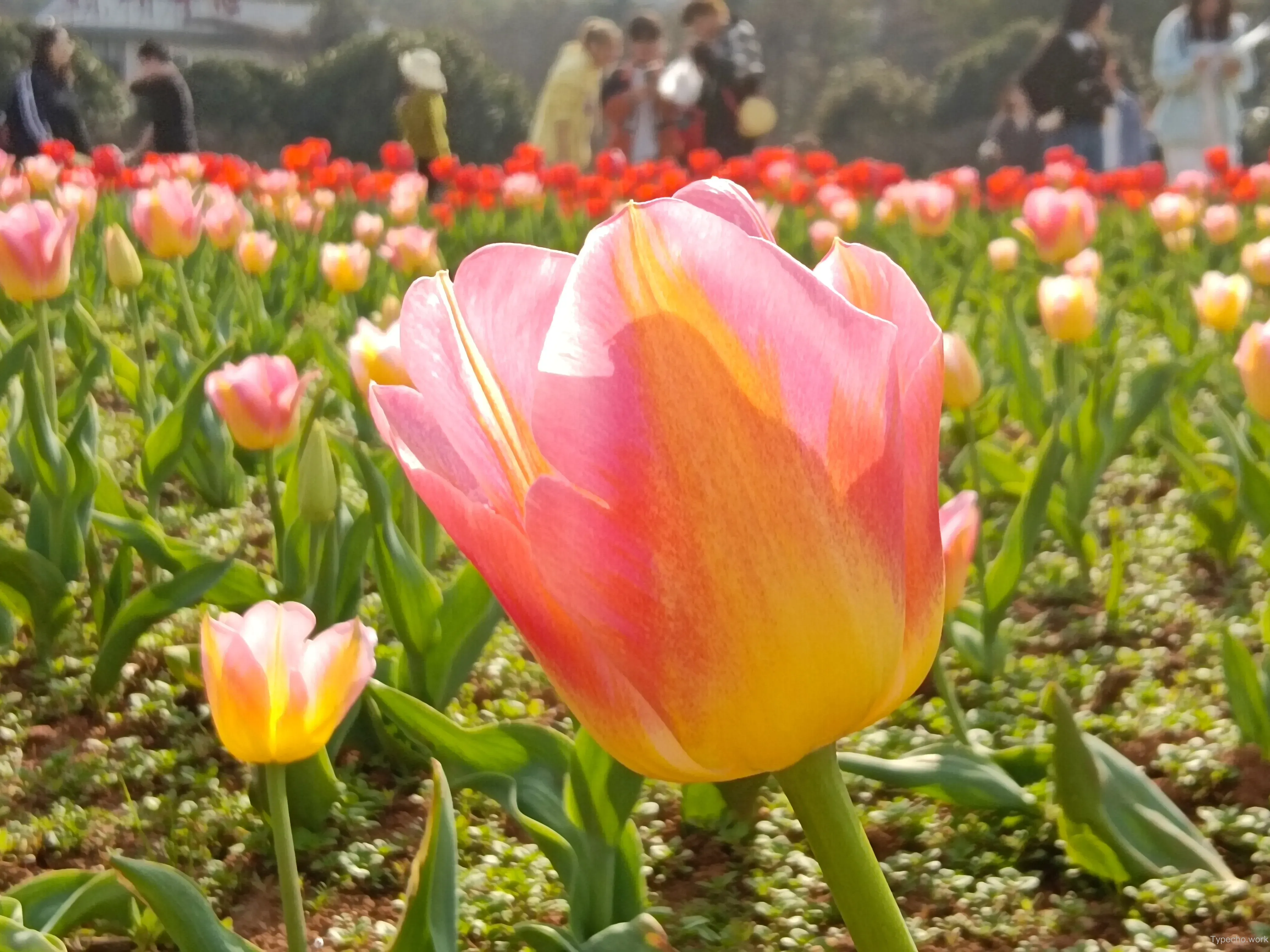 2480259428.webp