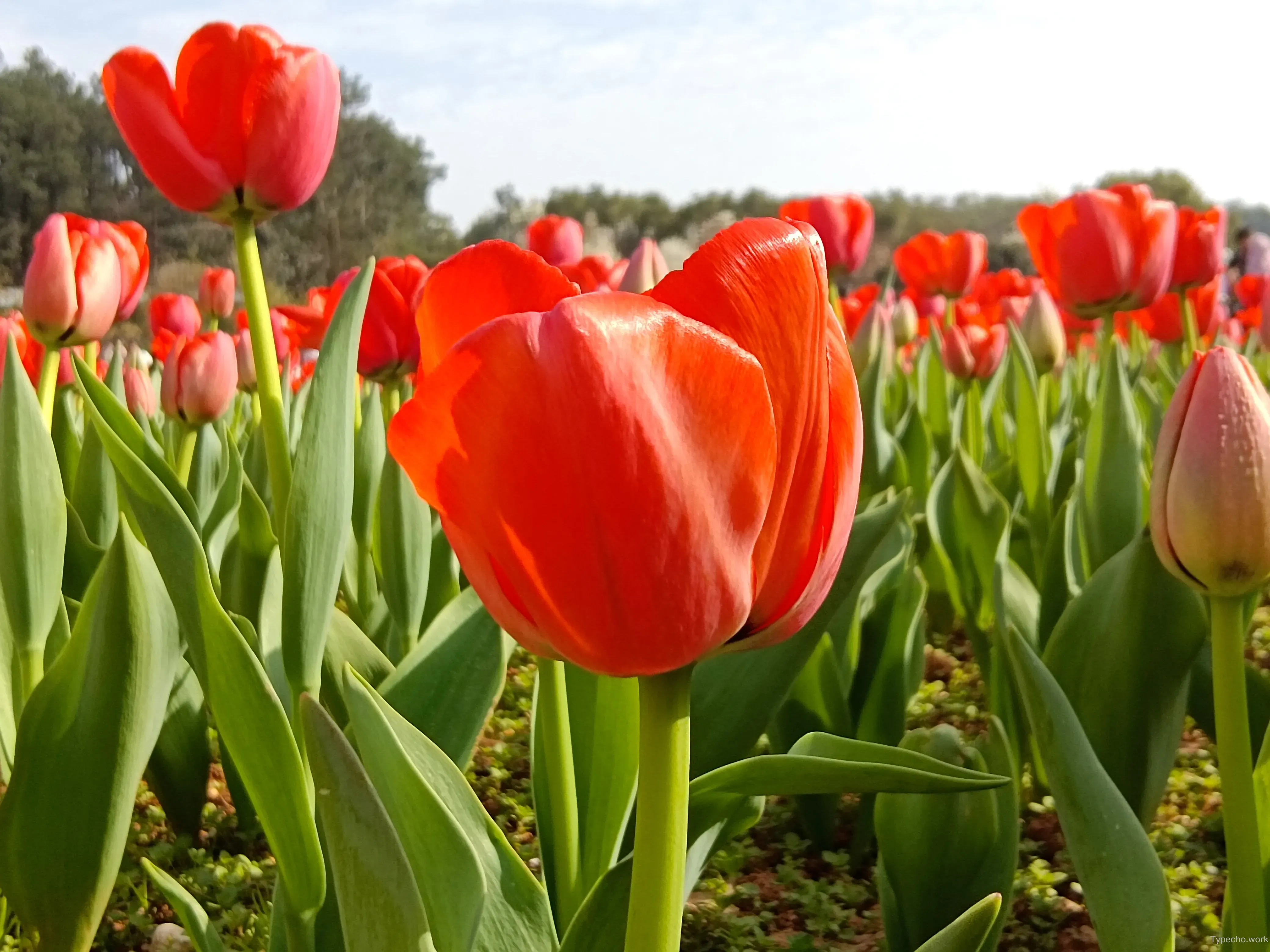 3497200462.webp