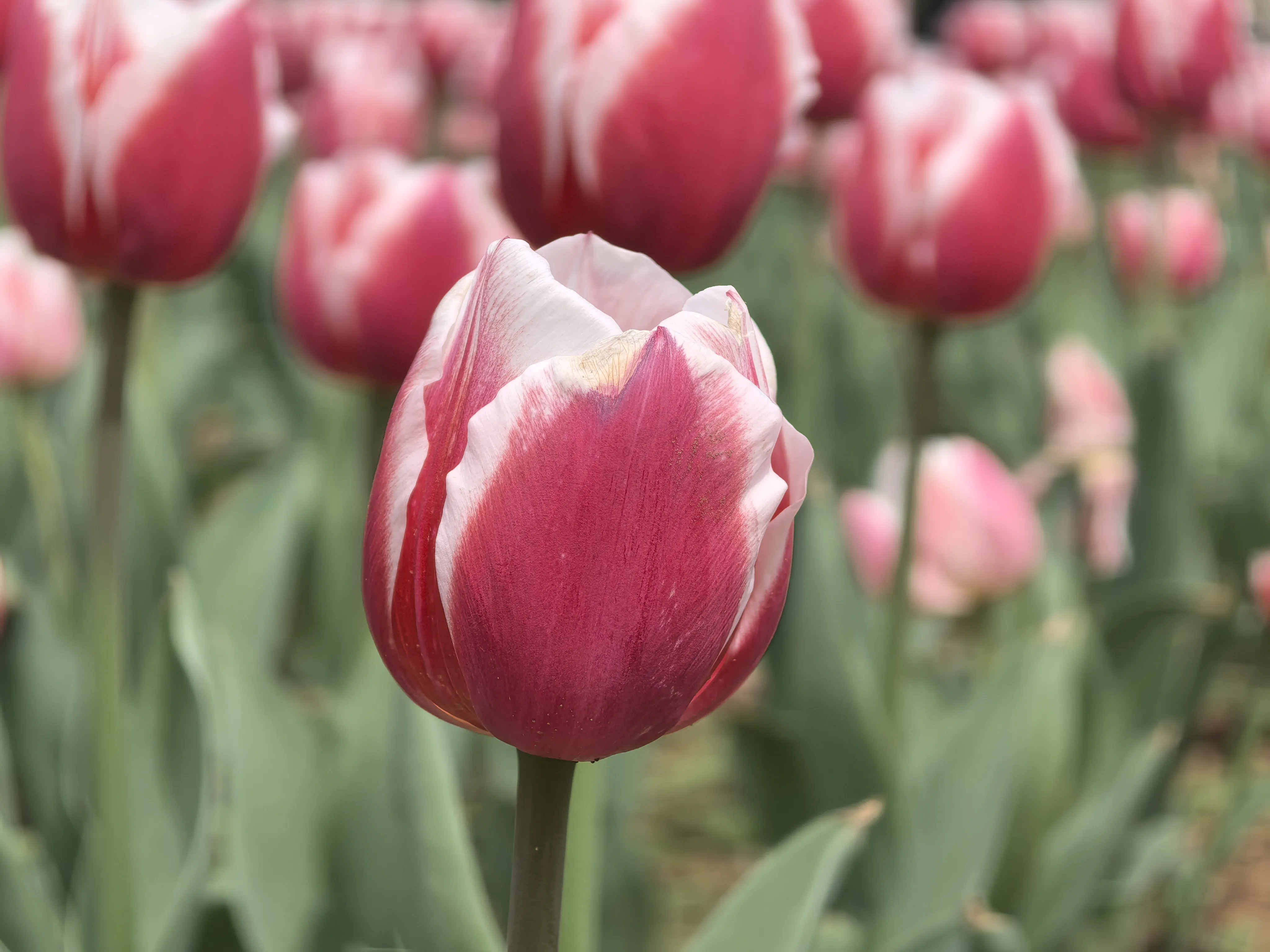 IMG_20250317_130706.webp