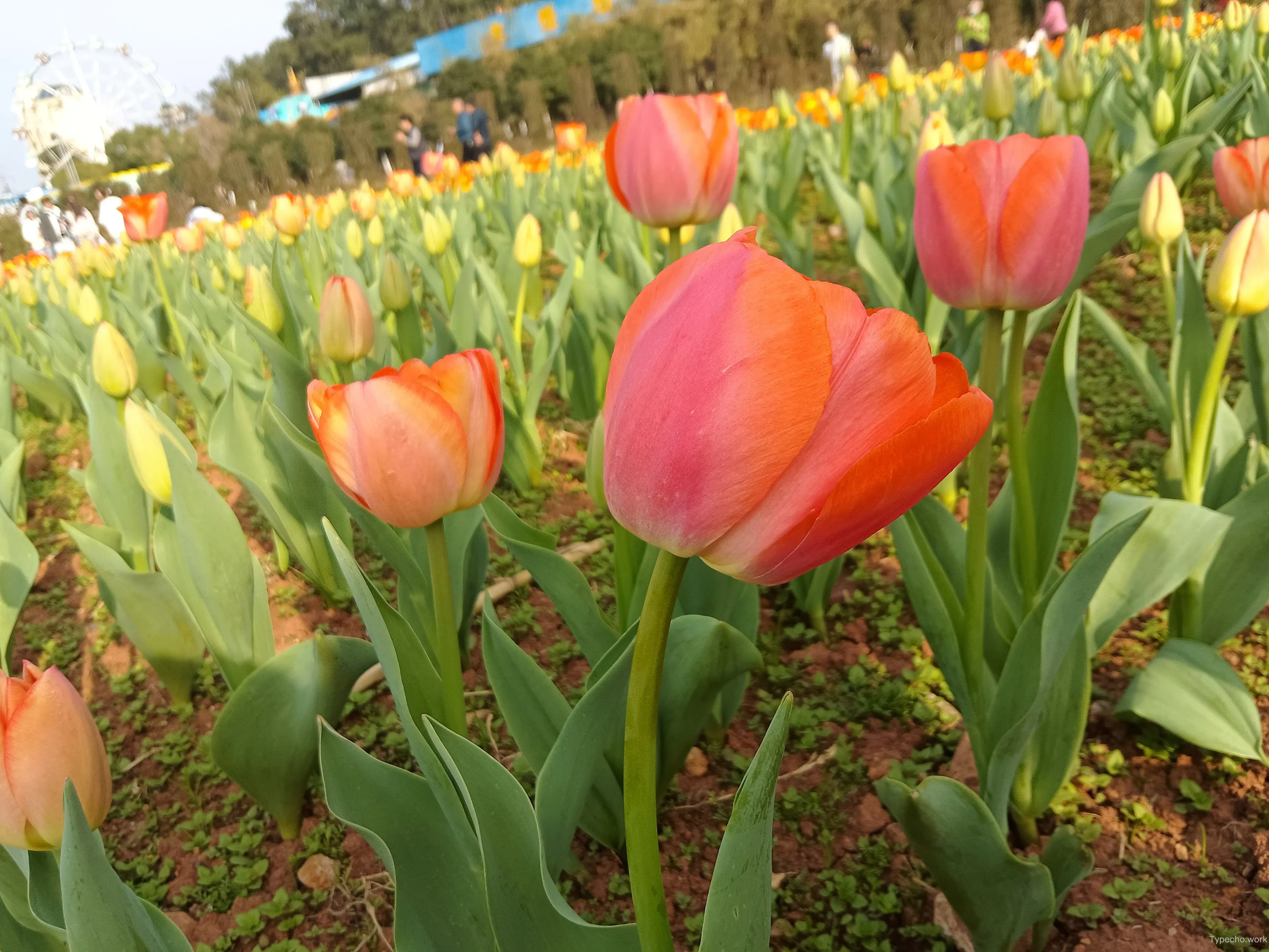 1955021789.webp