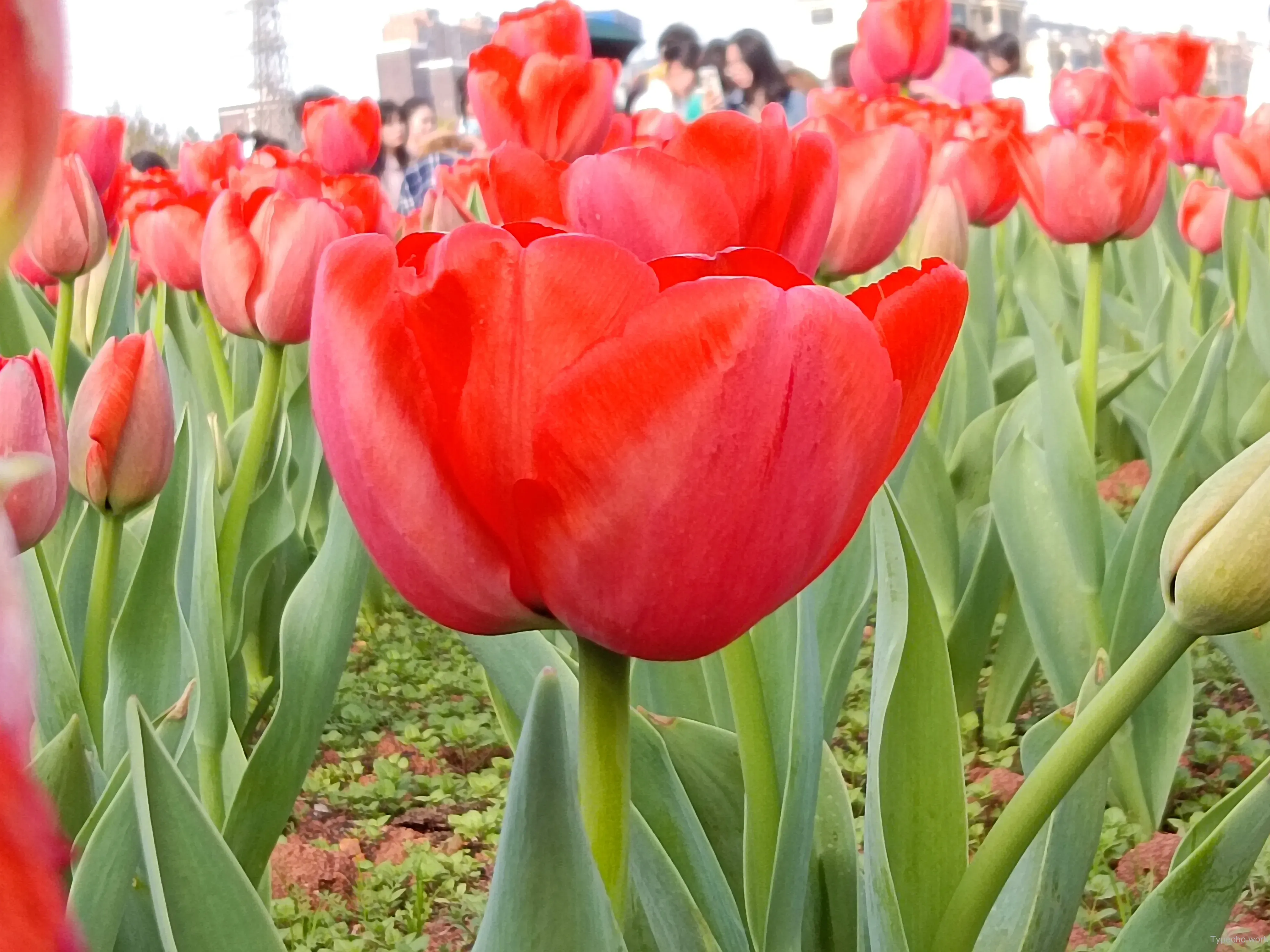 590349305.webp