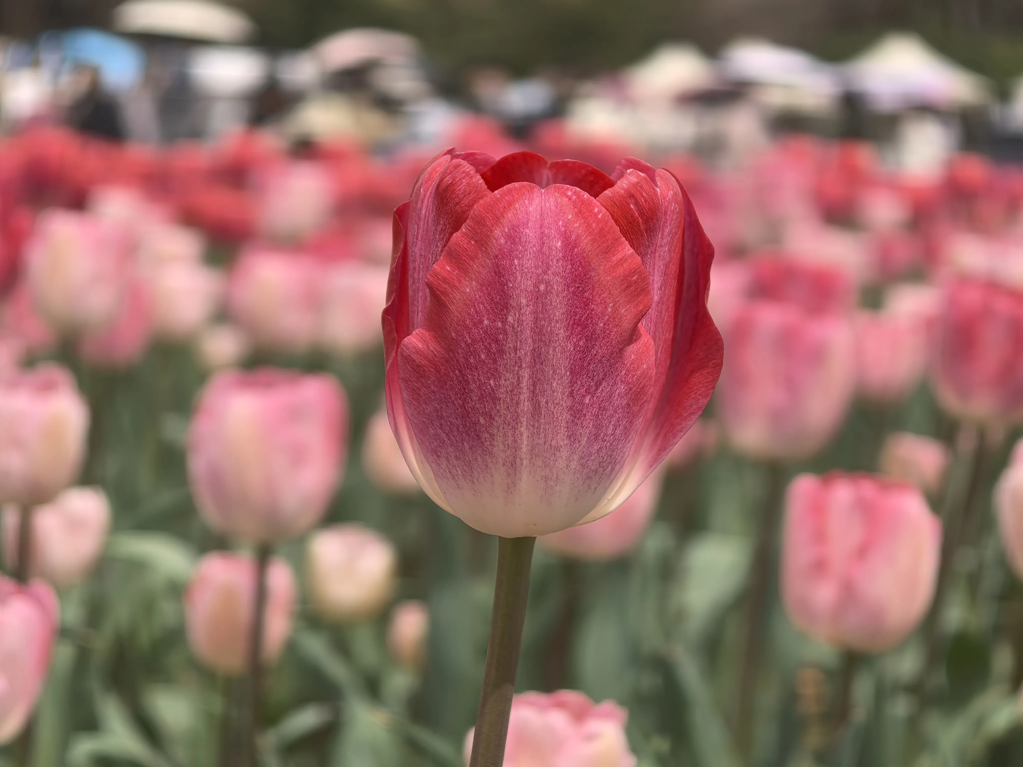 IMG_20250317_125509.webp