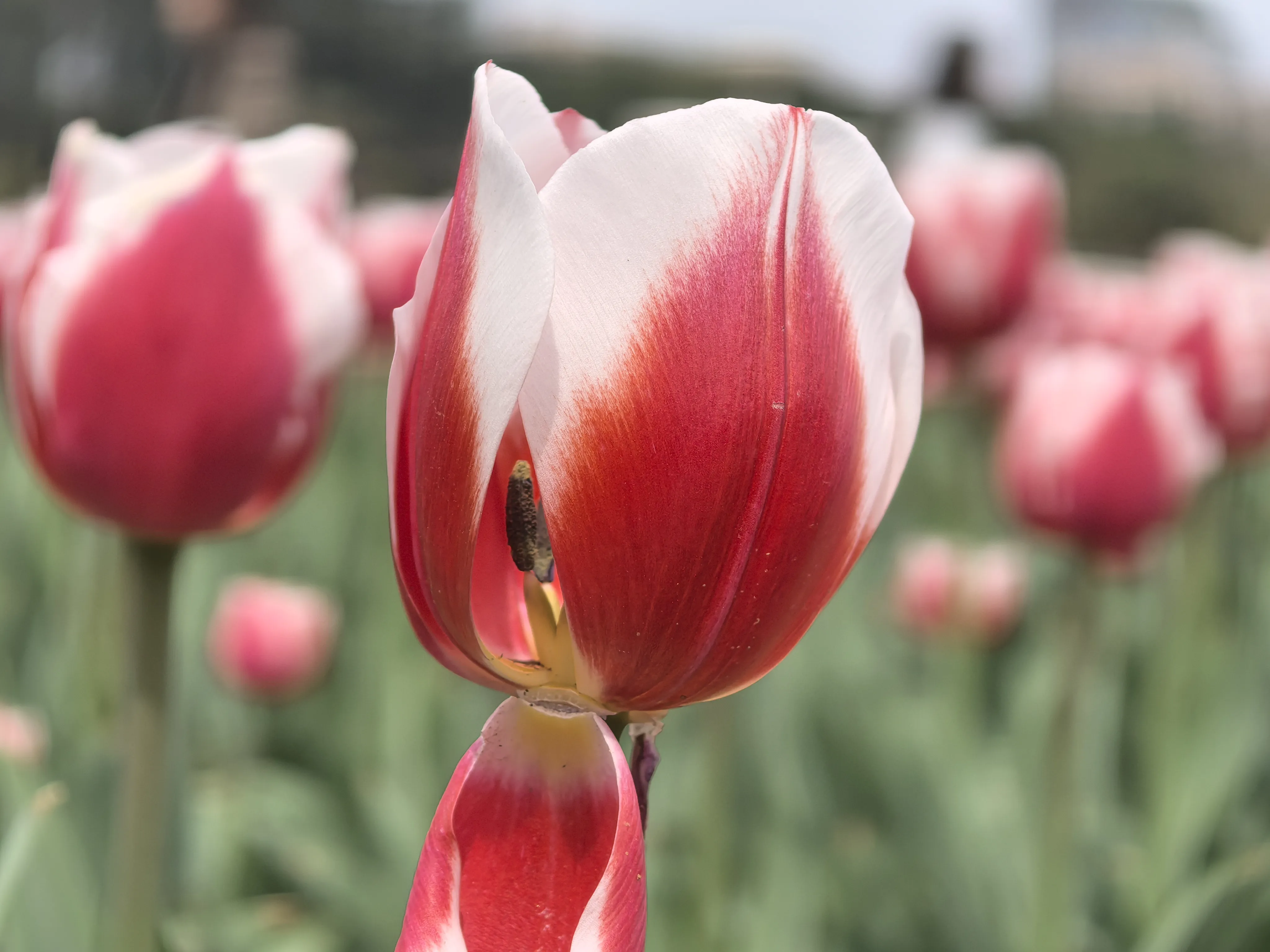 IMG_20250317_130720.webp
