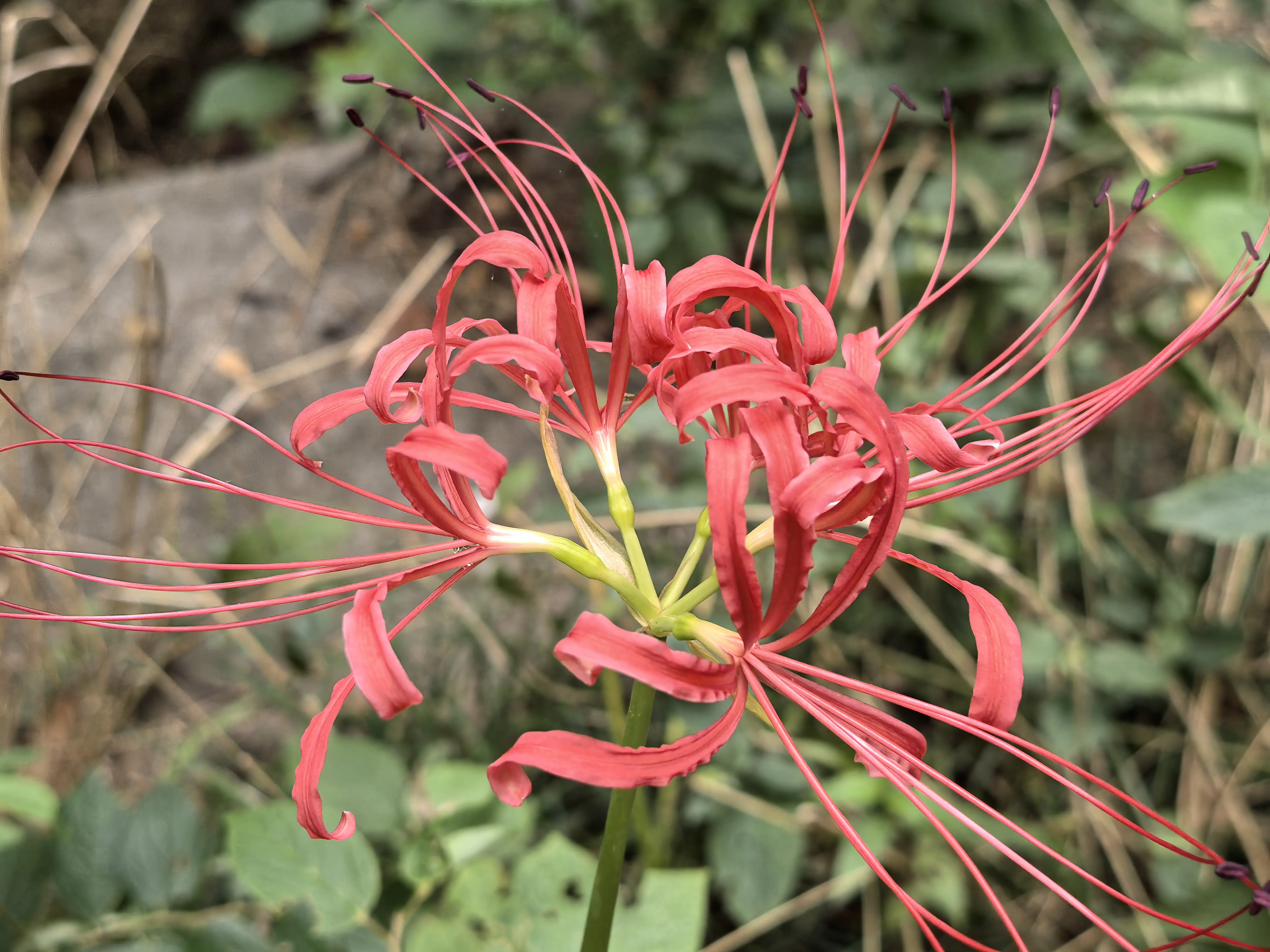 IMG_20250909_071328.webp