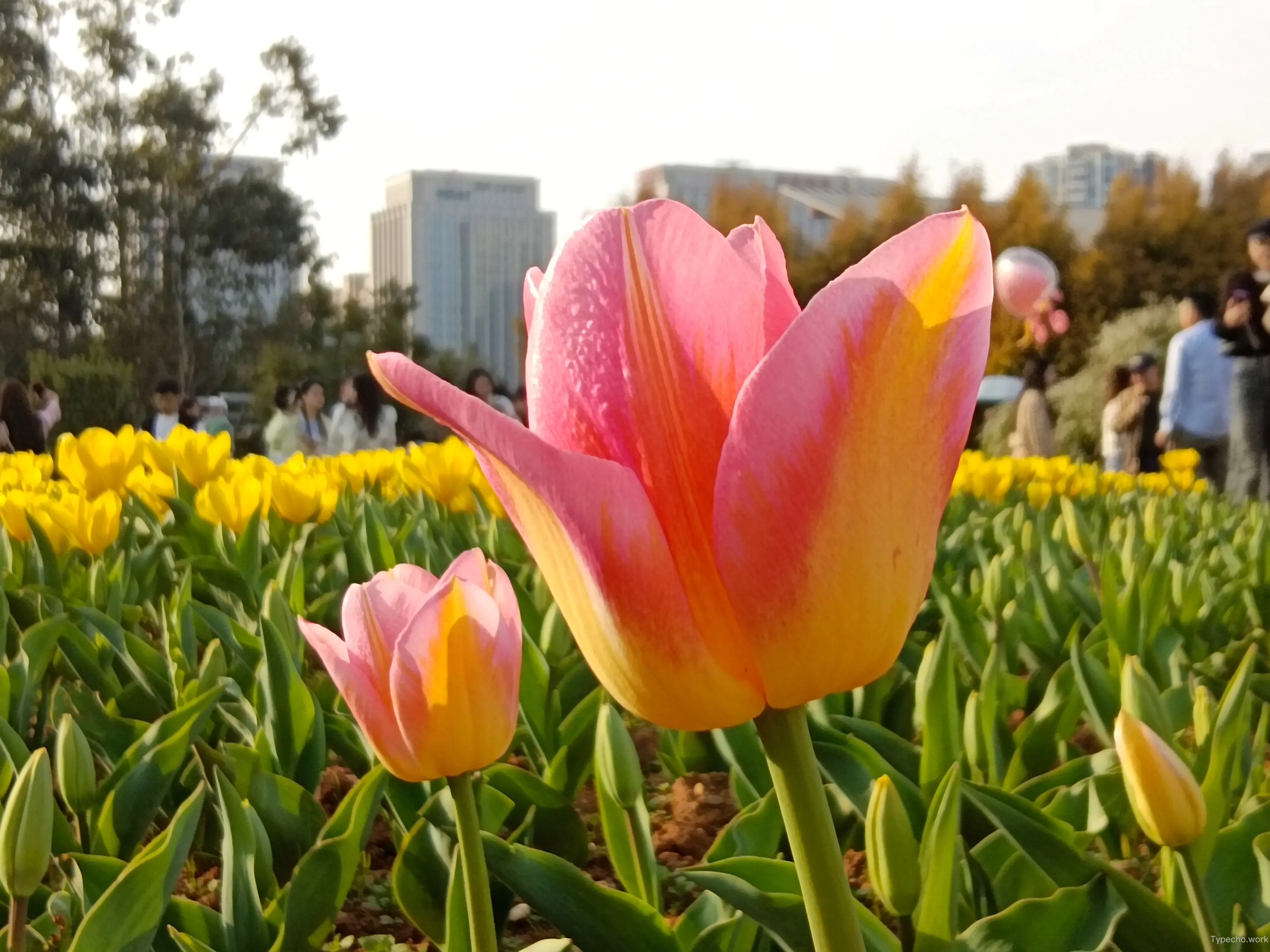 3651852726.webp
