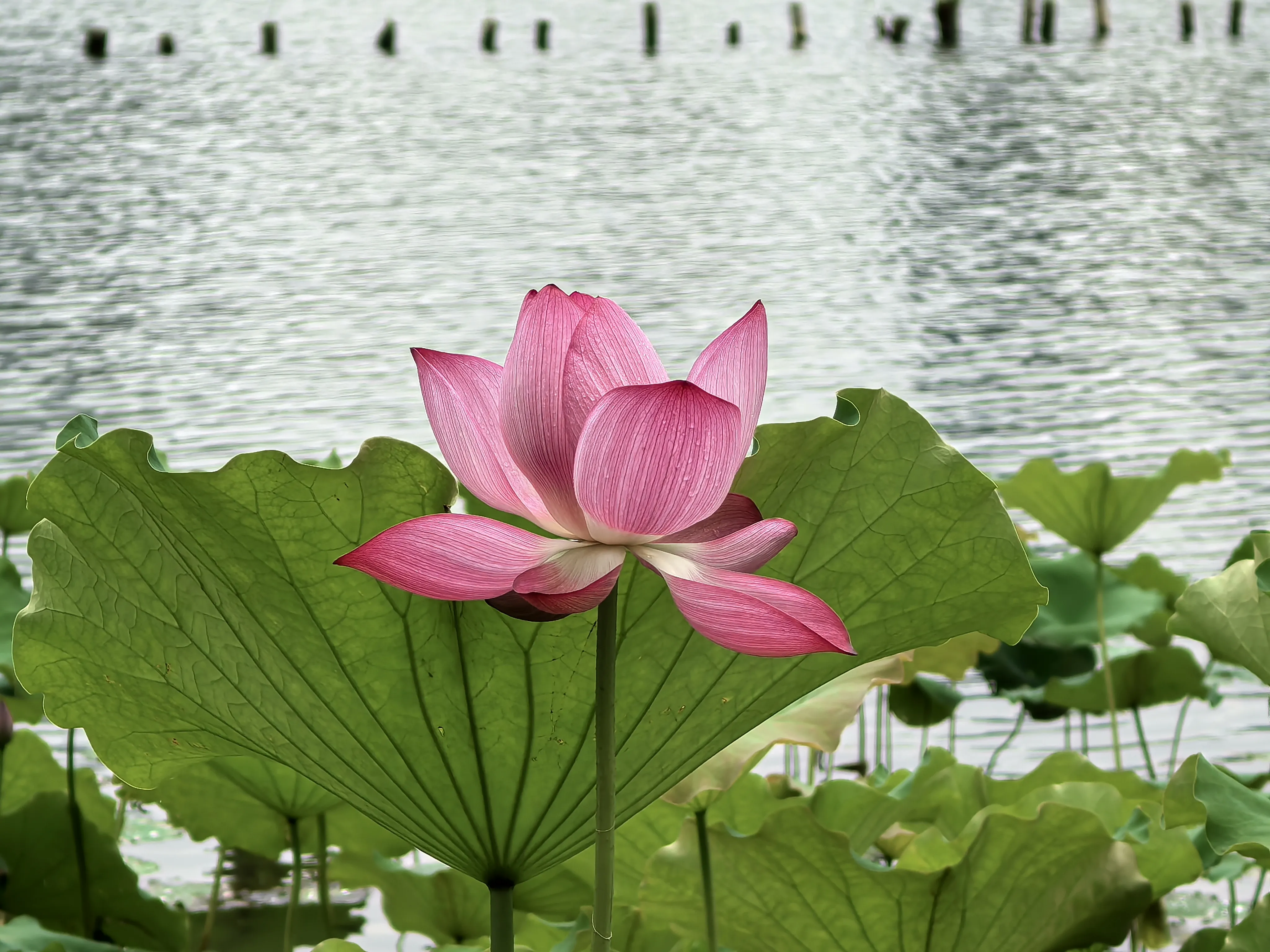 IMG_20250620_100508.webp