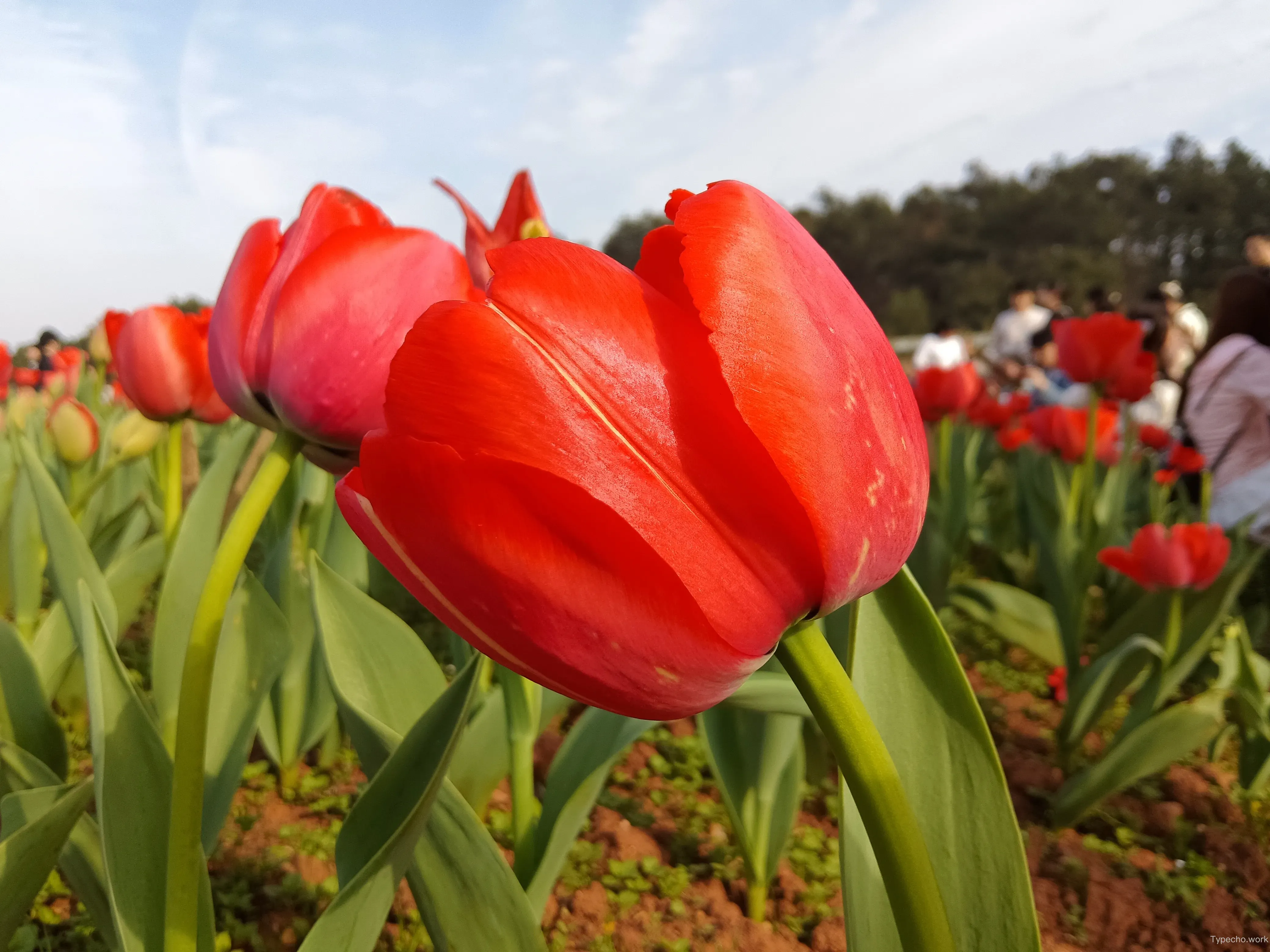 80126381.webp