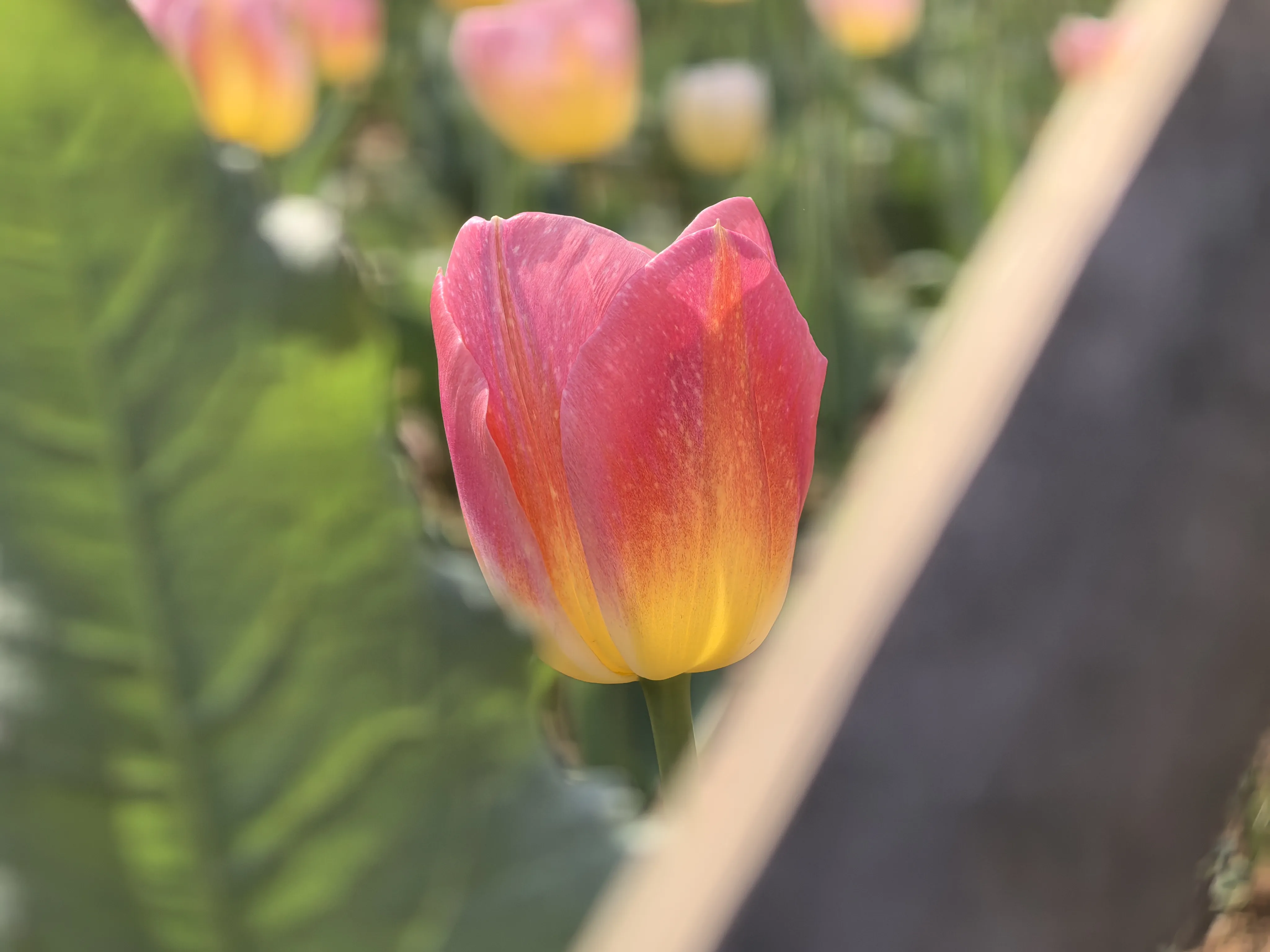 IMG_20250318_104543.webp