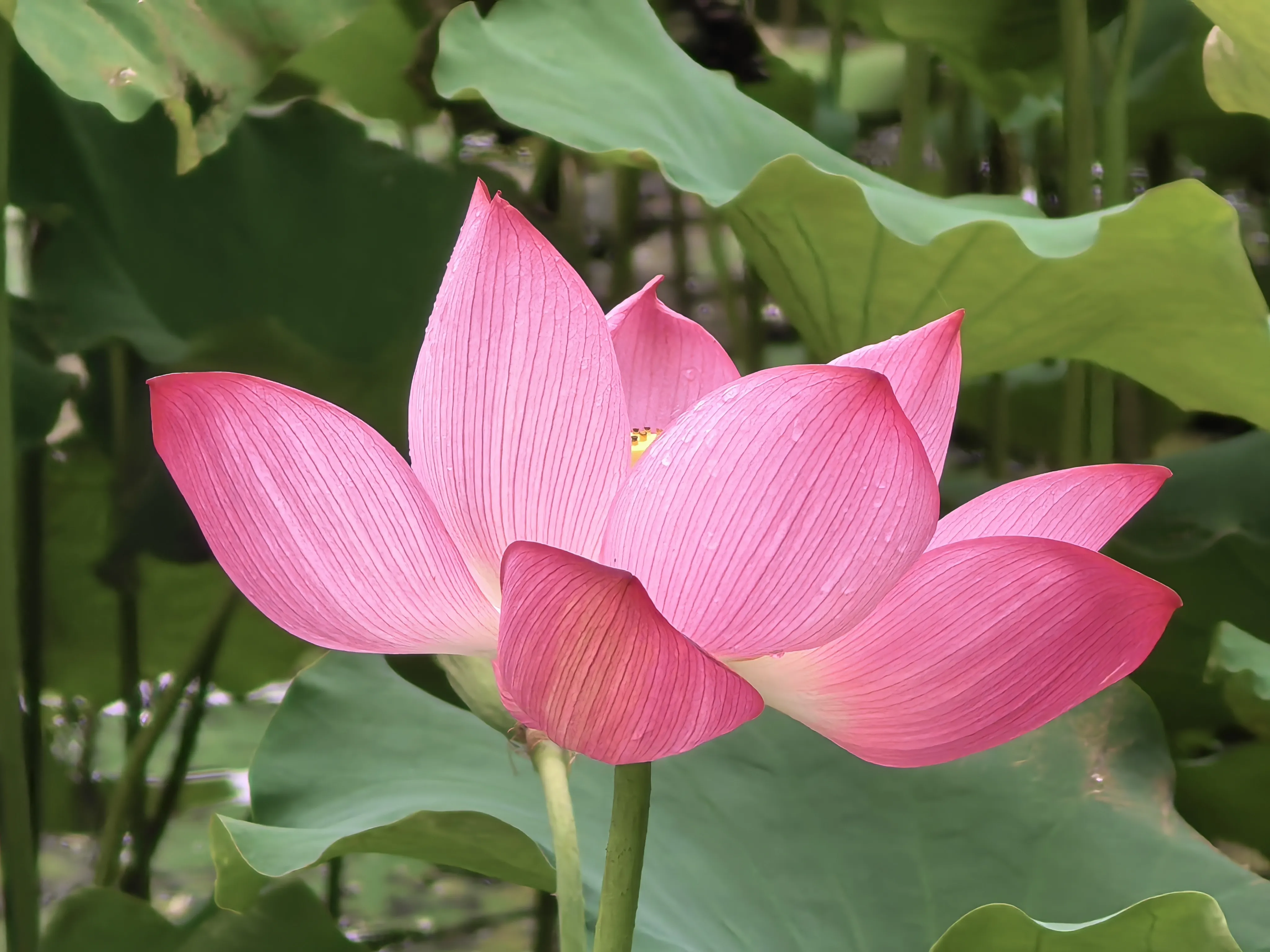 IMG_20250620_101032.webp