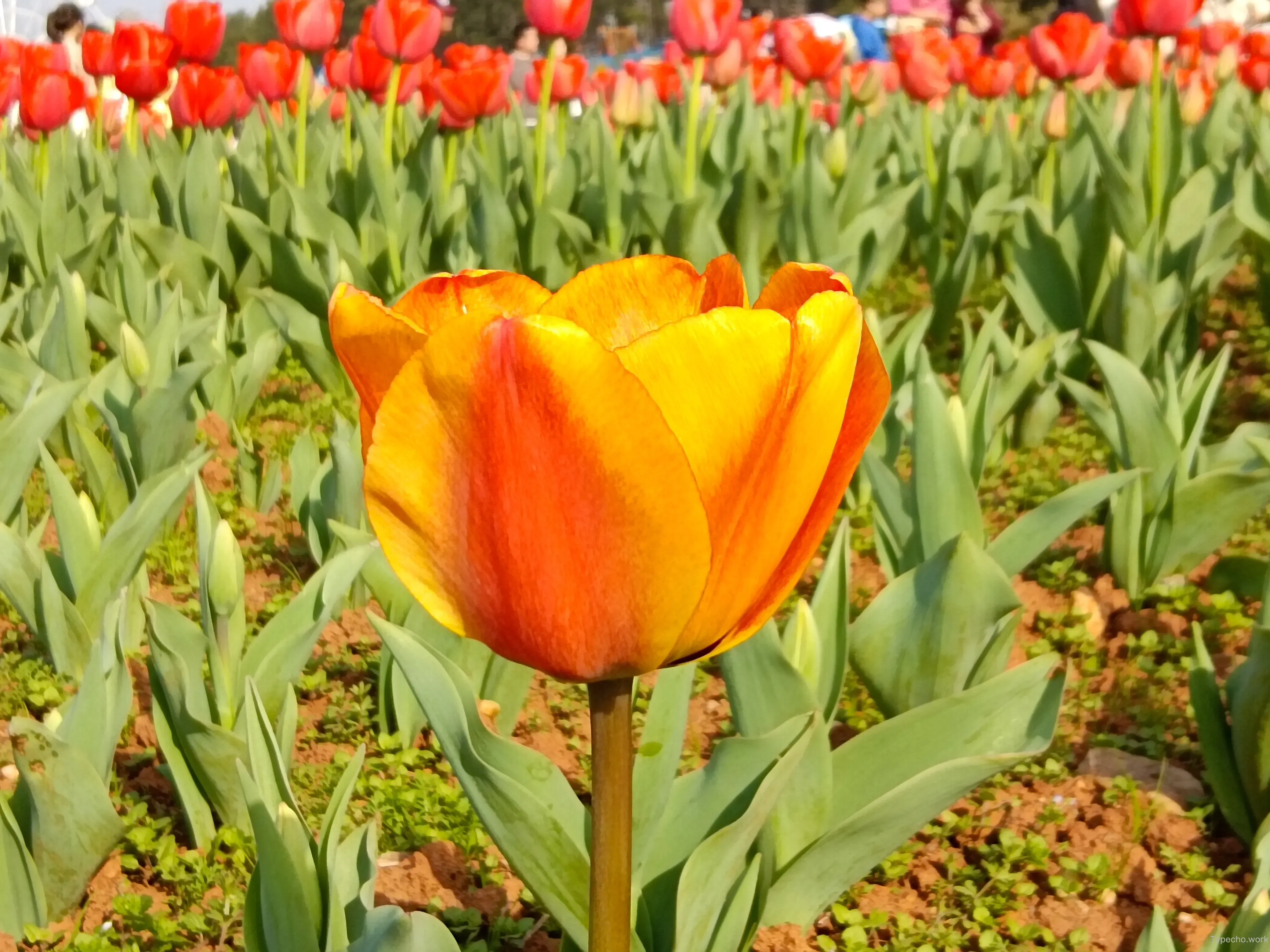 751289917.webp