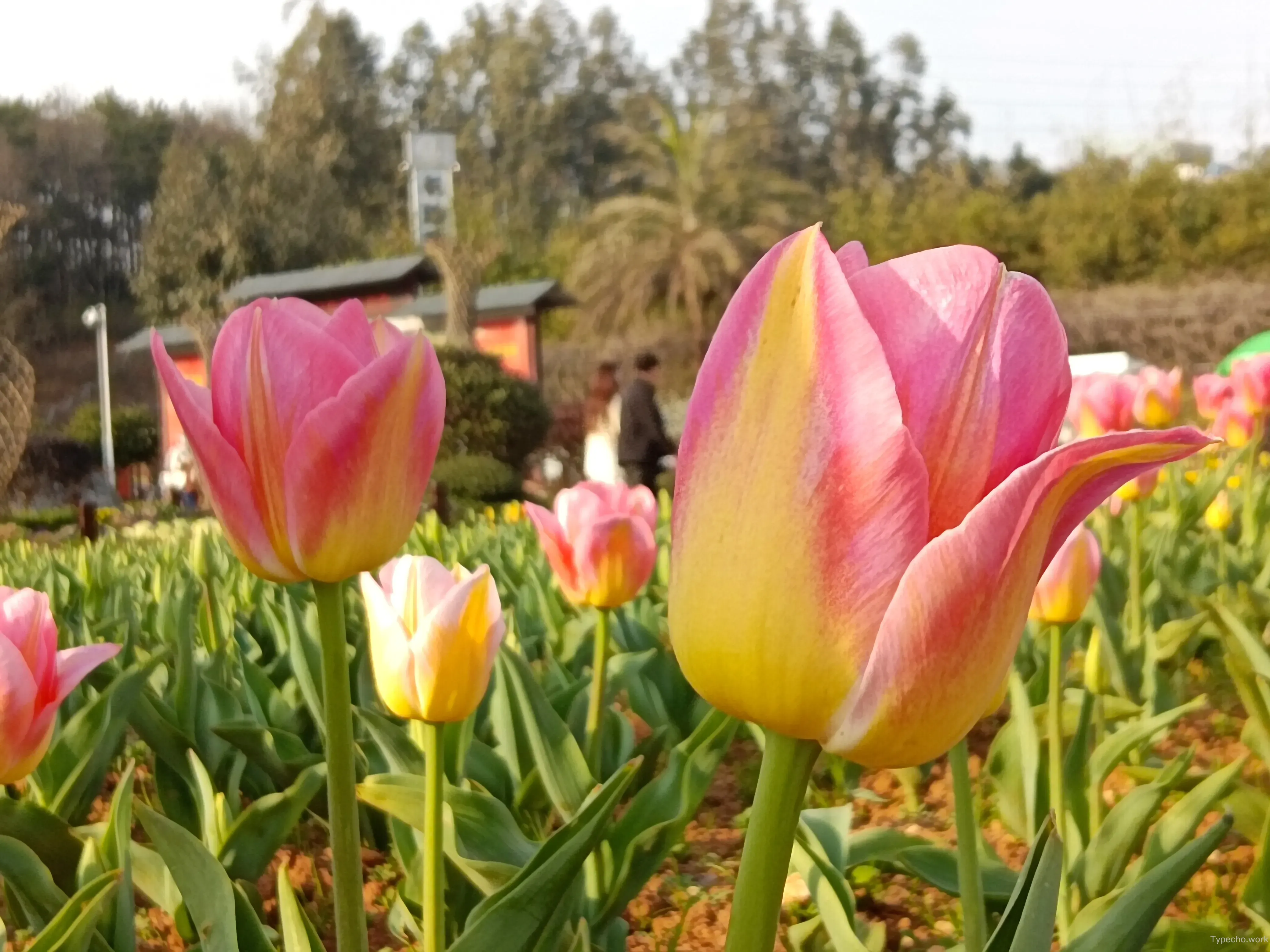 1218050320.webp