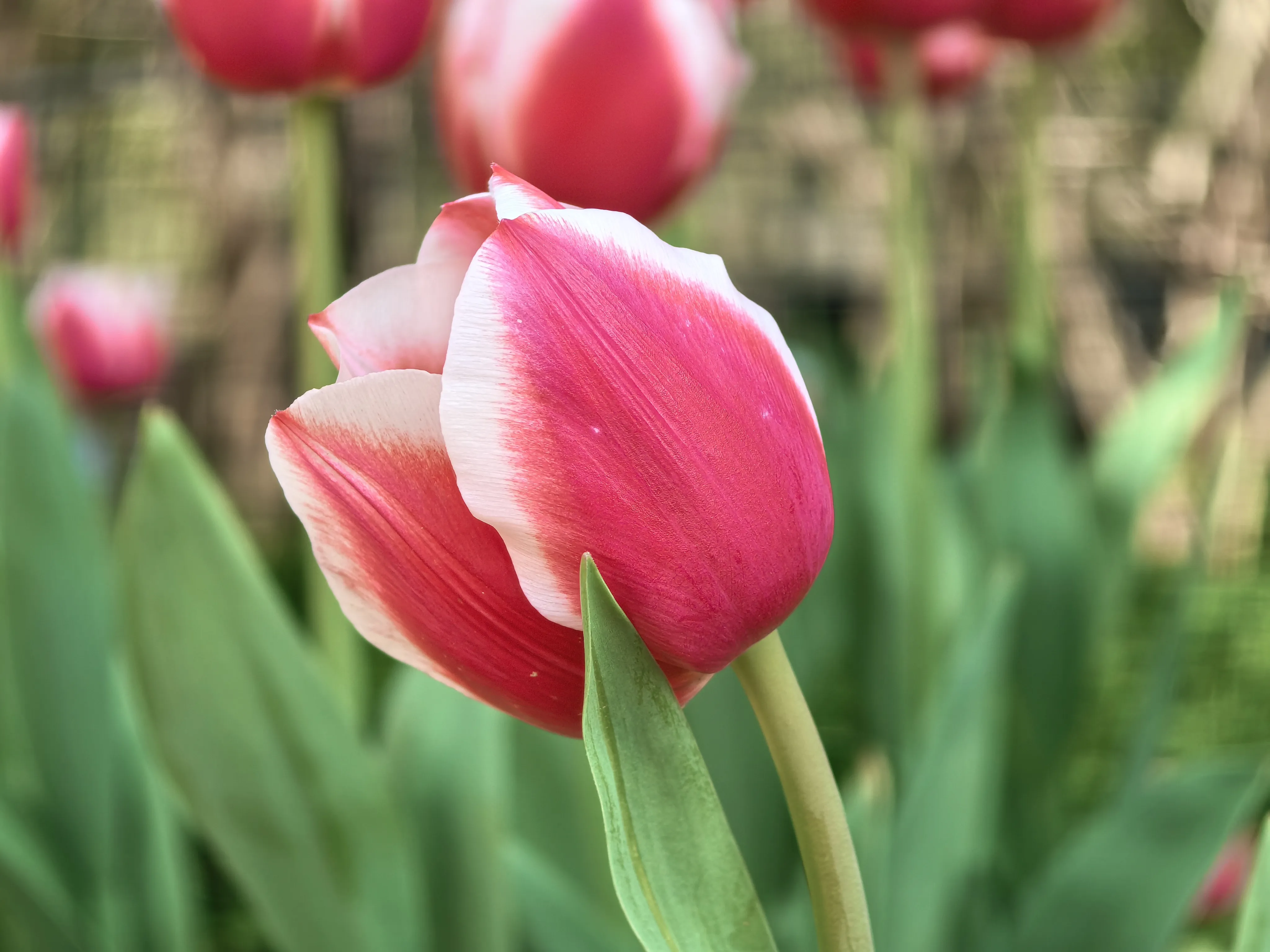 IMG_20250318_103619.webp