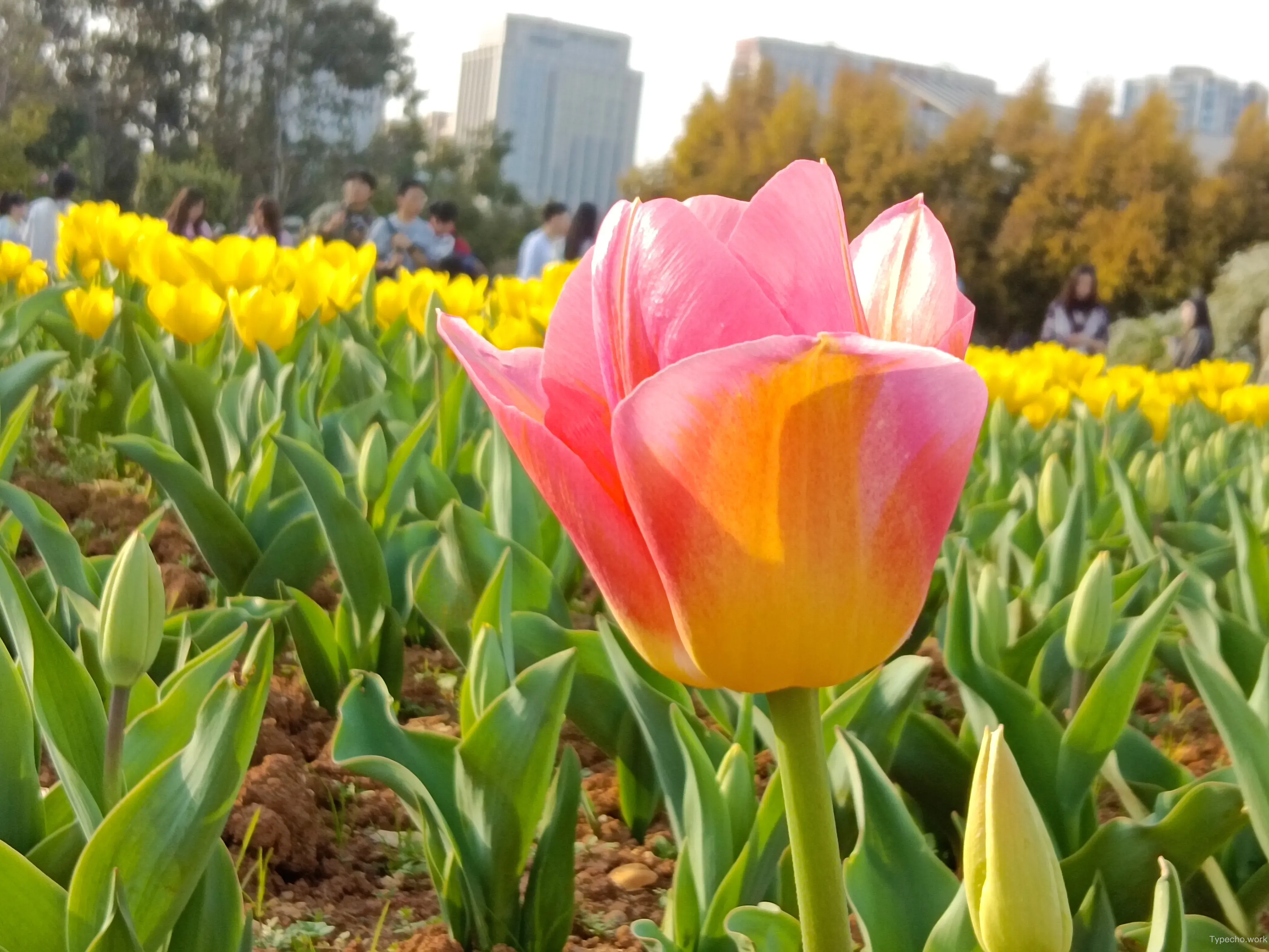 1053755074.webp