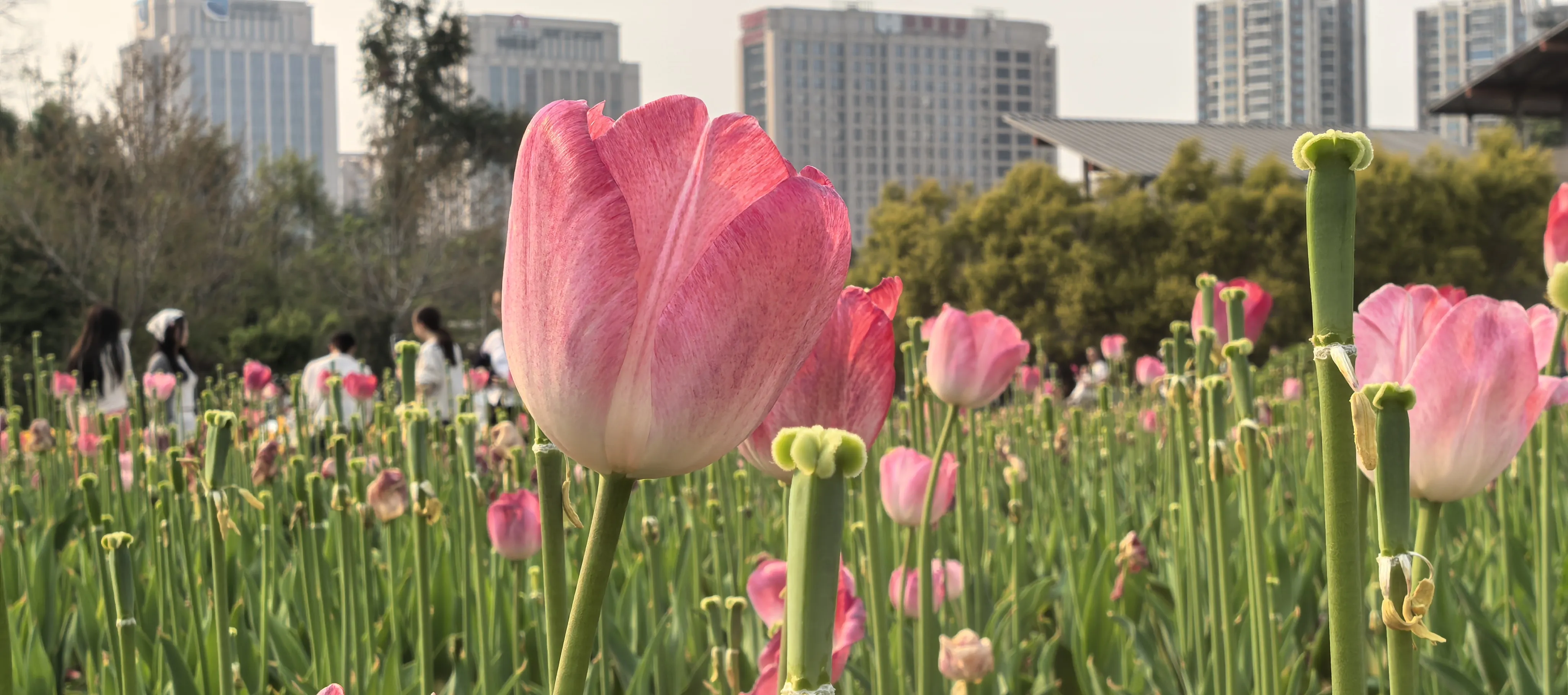 IMG_20250326_163046_1.webp