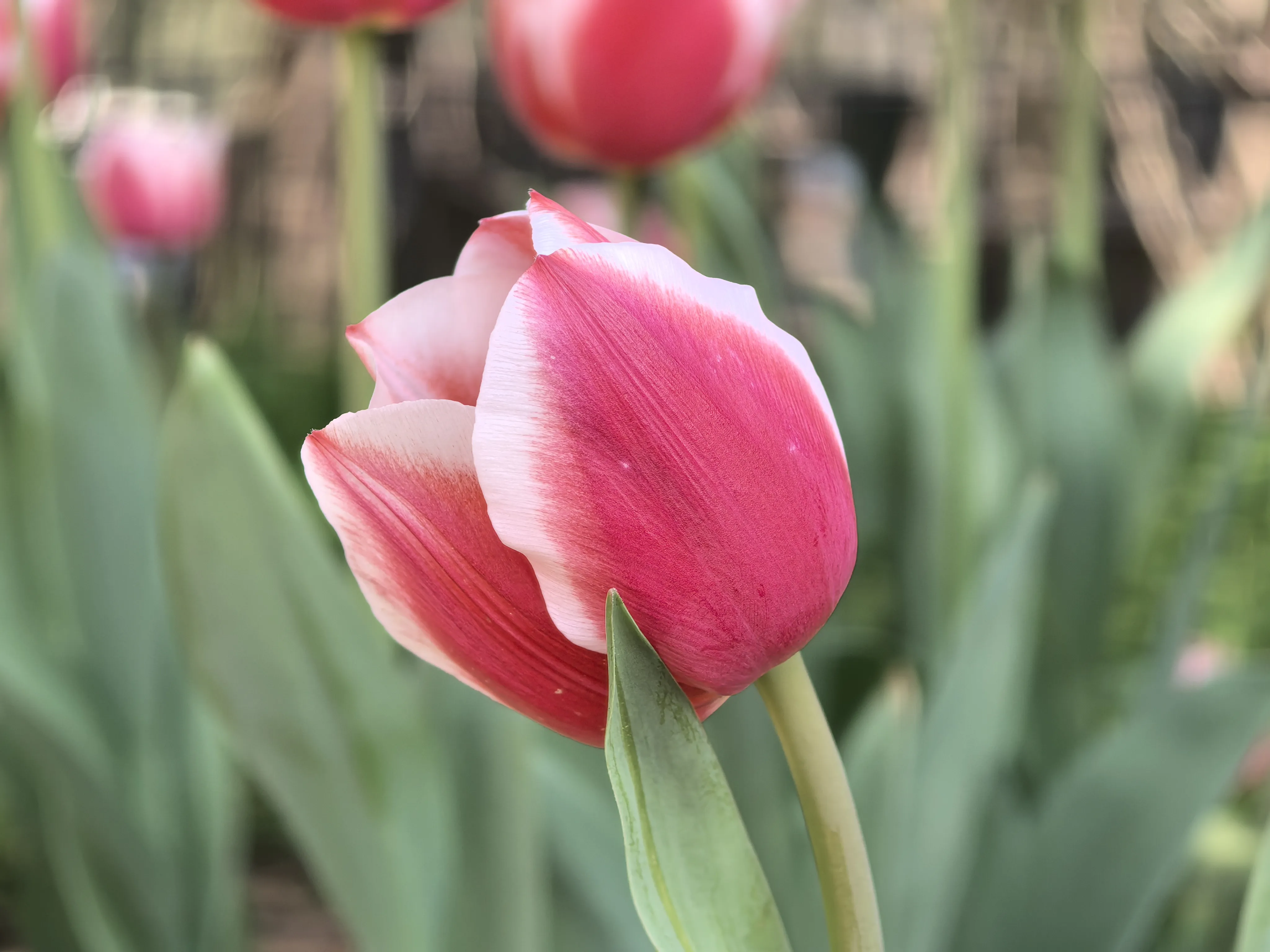 IMG_20250318_103557.webp