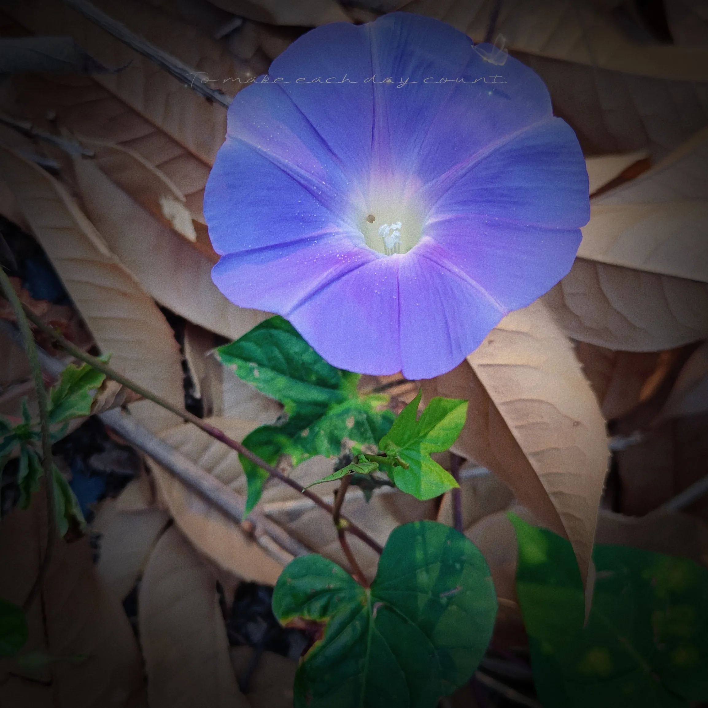 386.webp