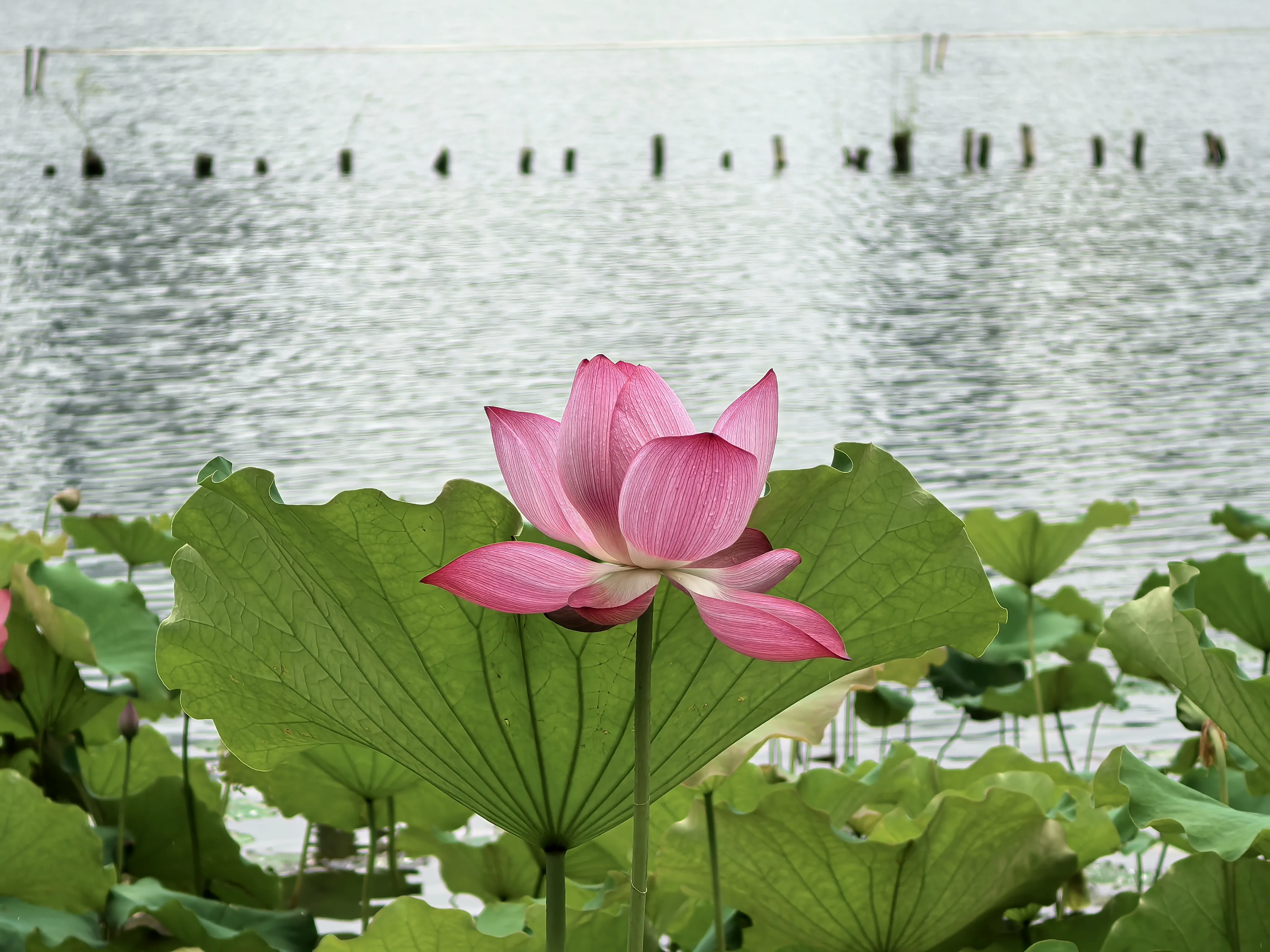 IMG_20250620_100501.webp