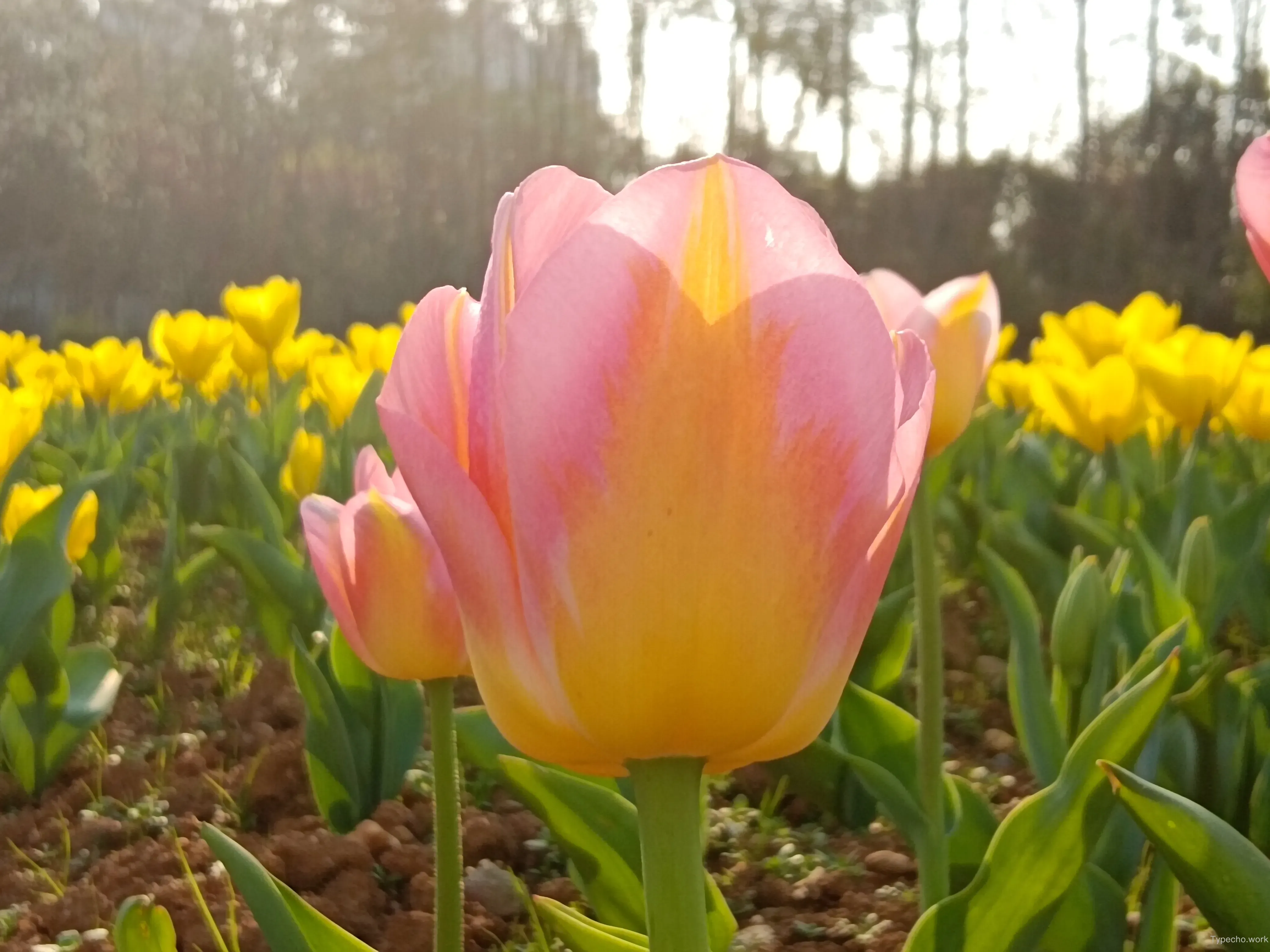 1429911456.webp