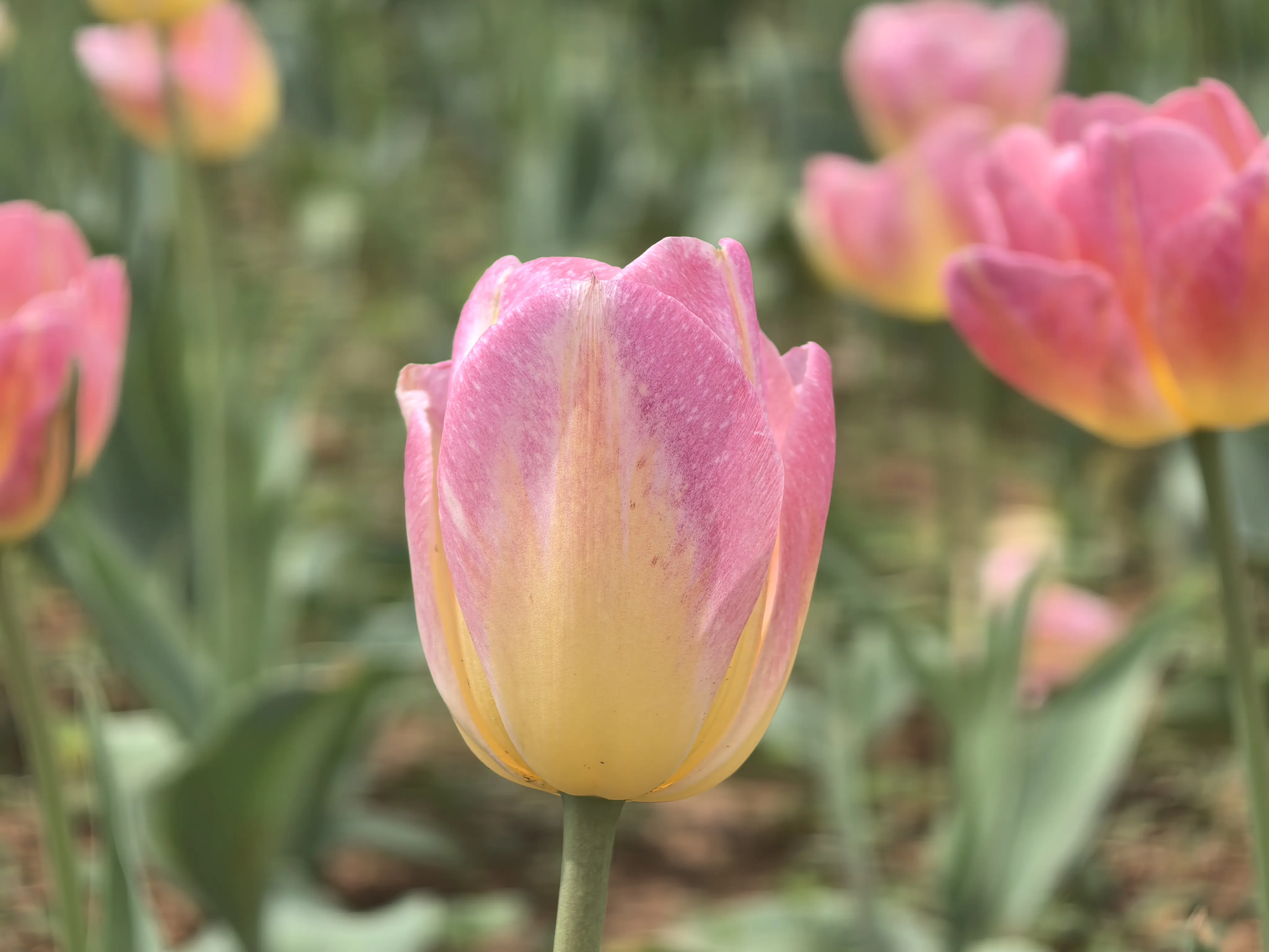 IMG_20250317_131459.webp