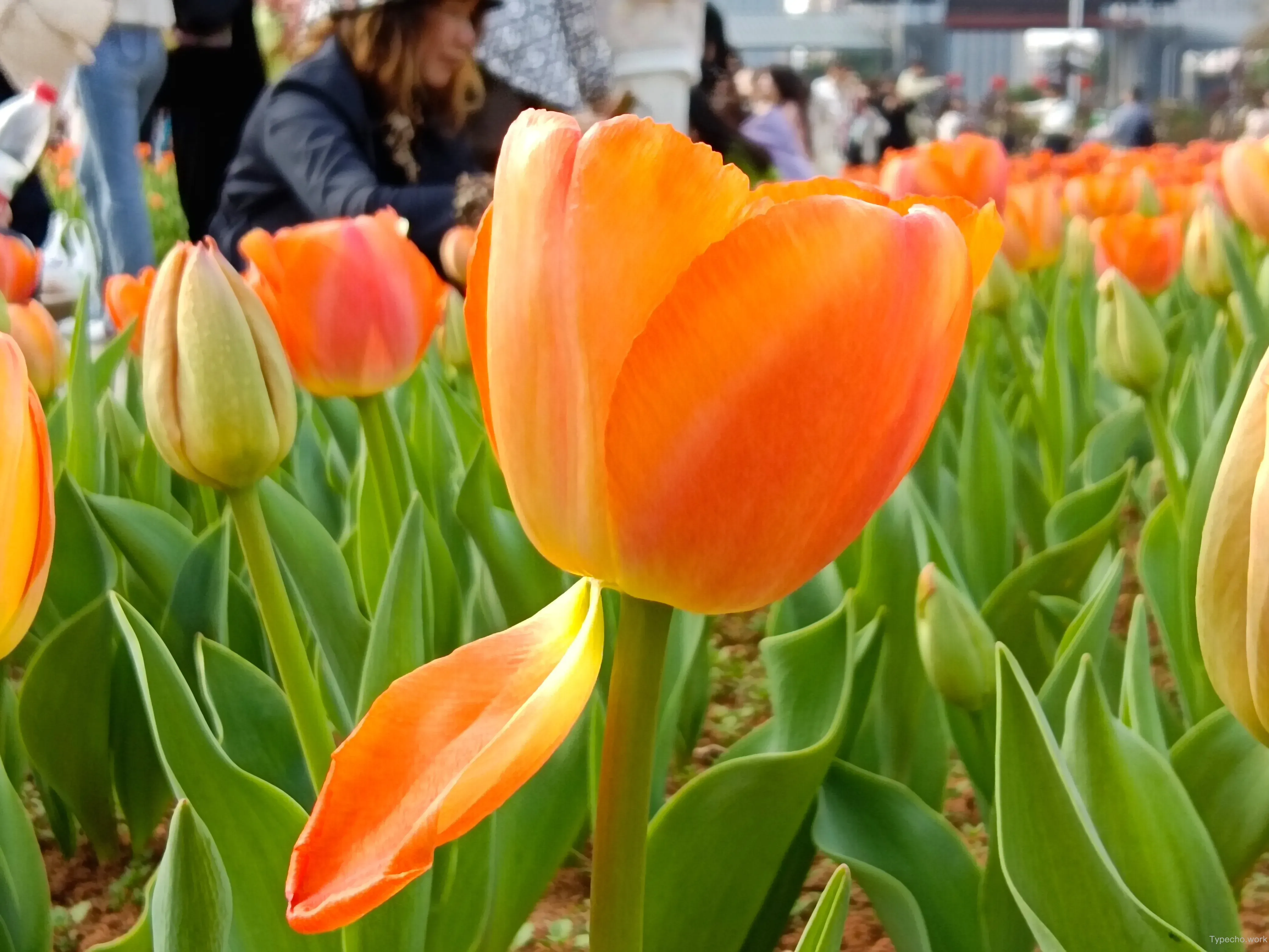 184591105.webp