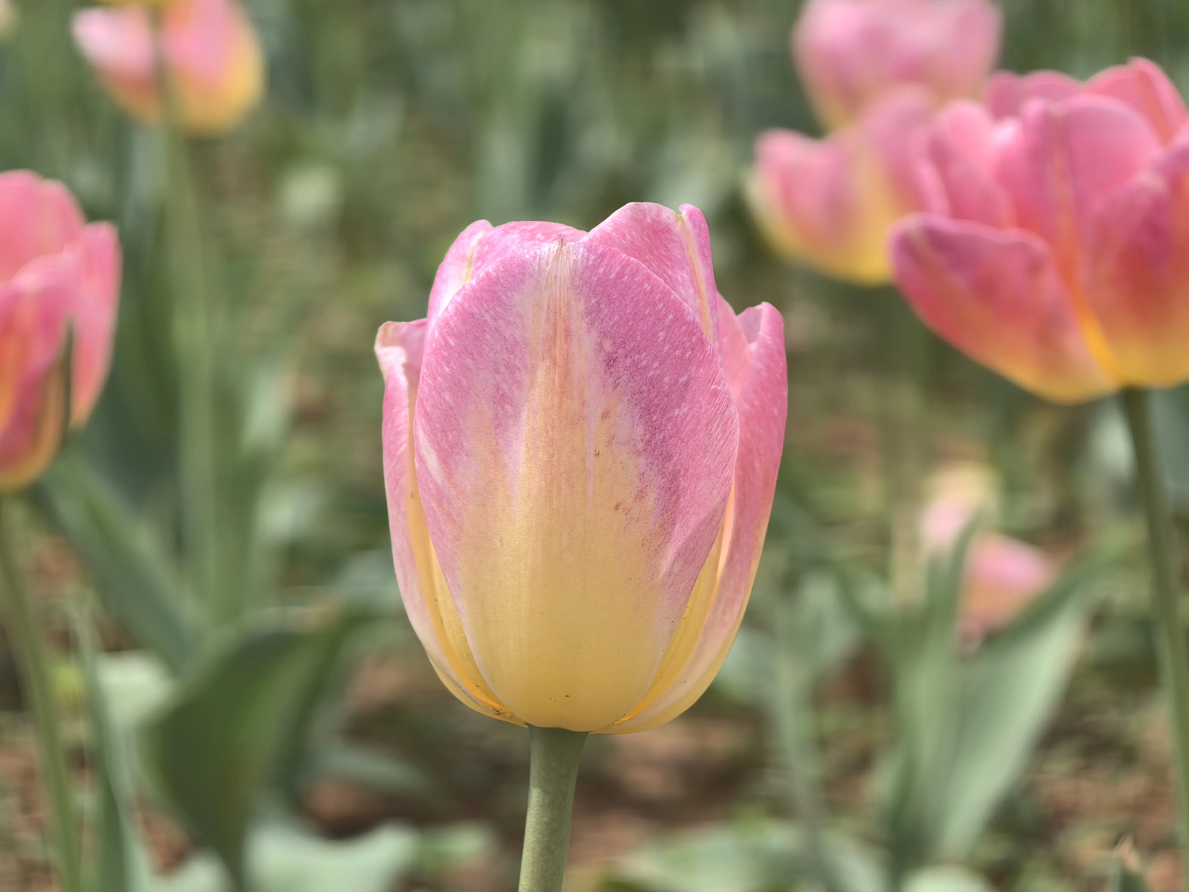 IMG_20250317_131458.webp