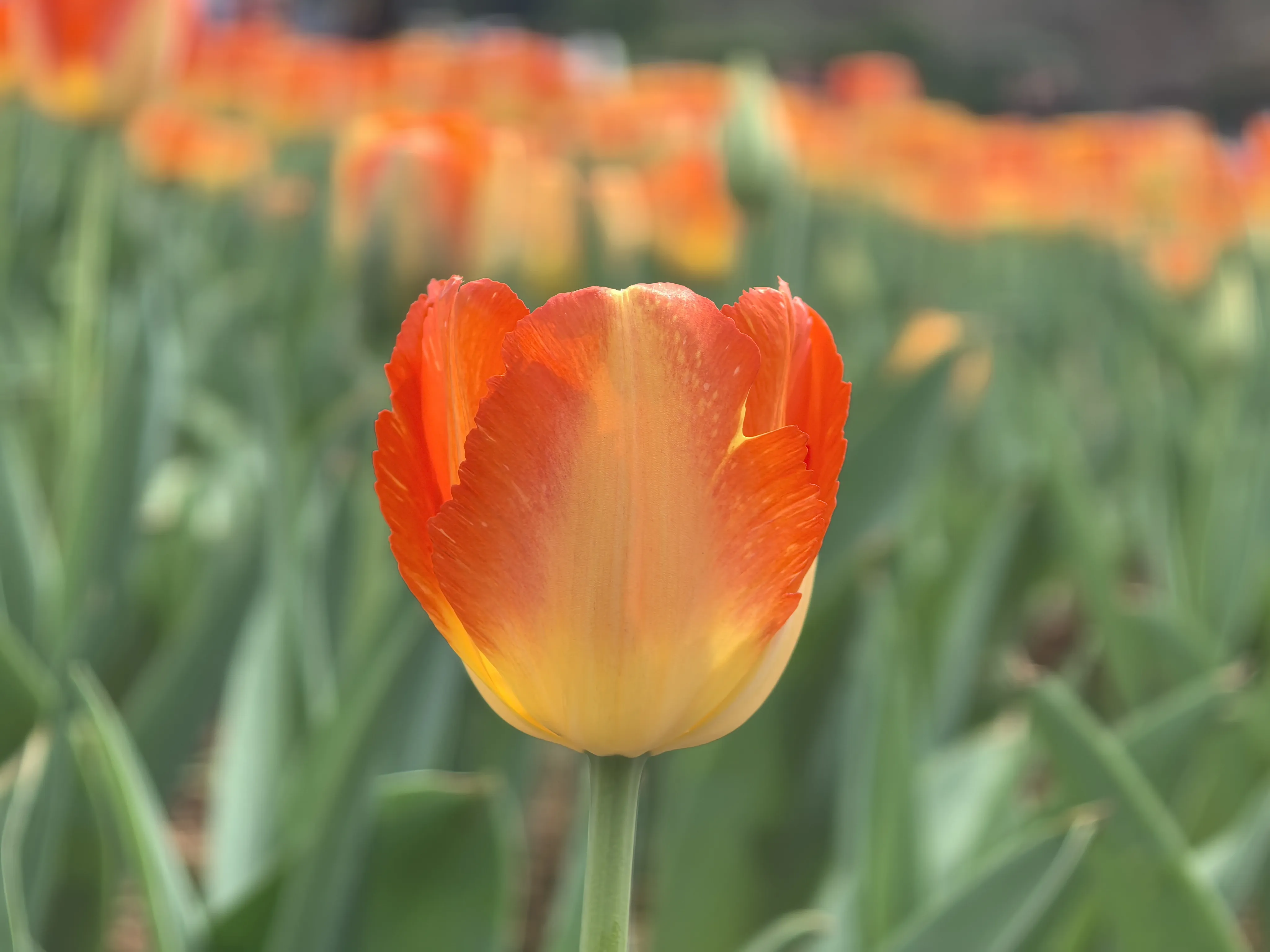IMG_20250317_131914.webp